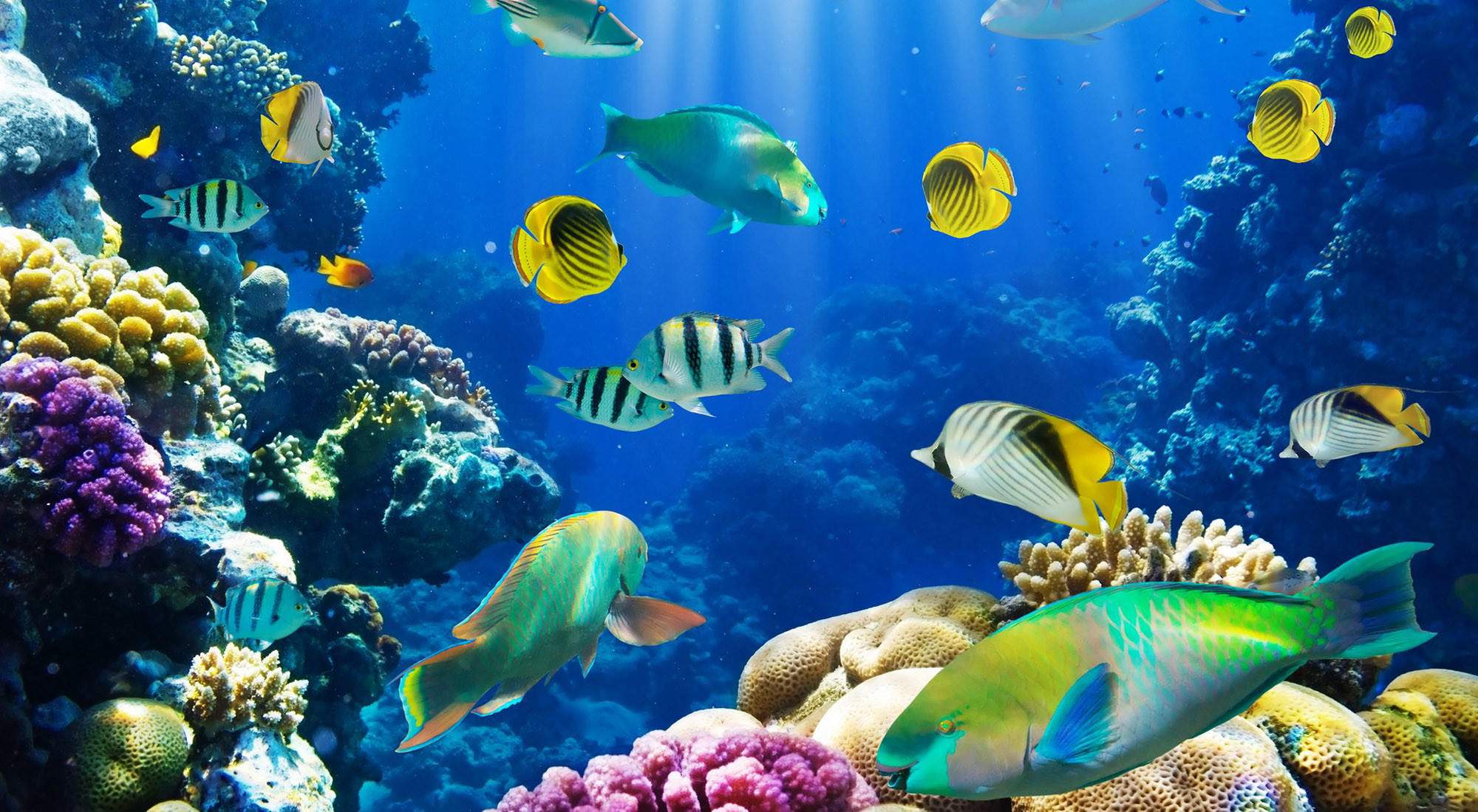 Hd Fish Background