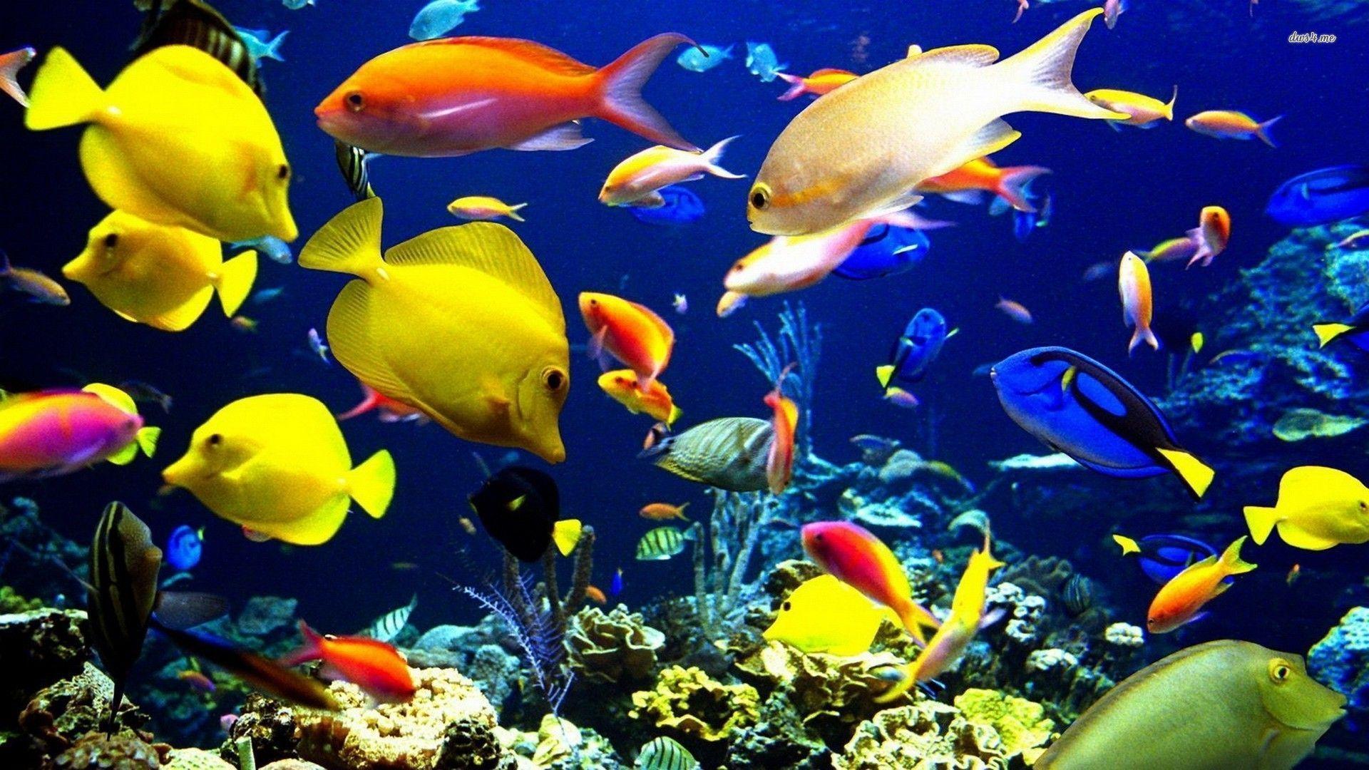 Hd Fish Background