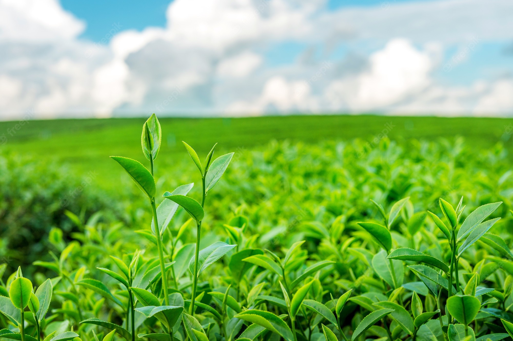 High Resolution Farm Background