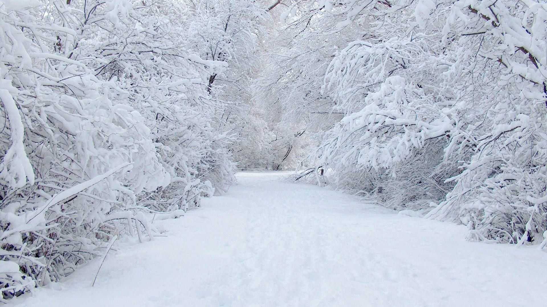 High Resolution Winter Wonderland Background