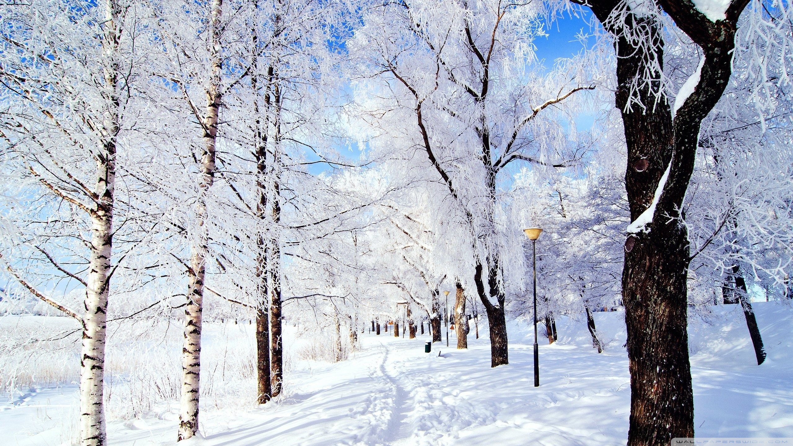 High Resolution Winter Wonderland Background