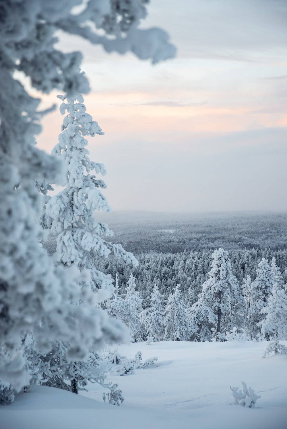 High Resolution Winter Wonderland Background