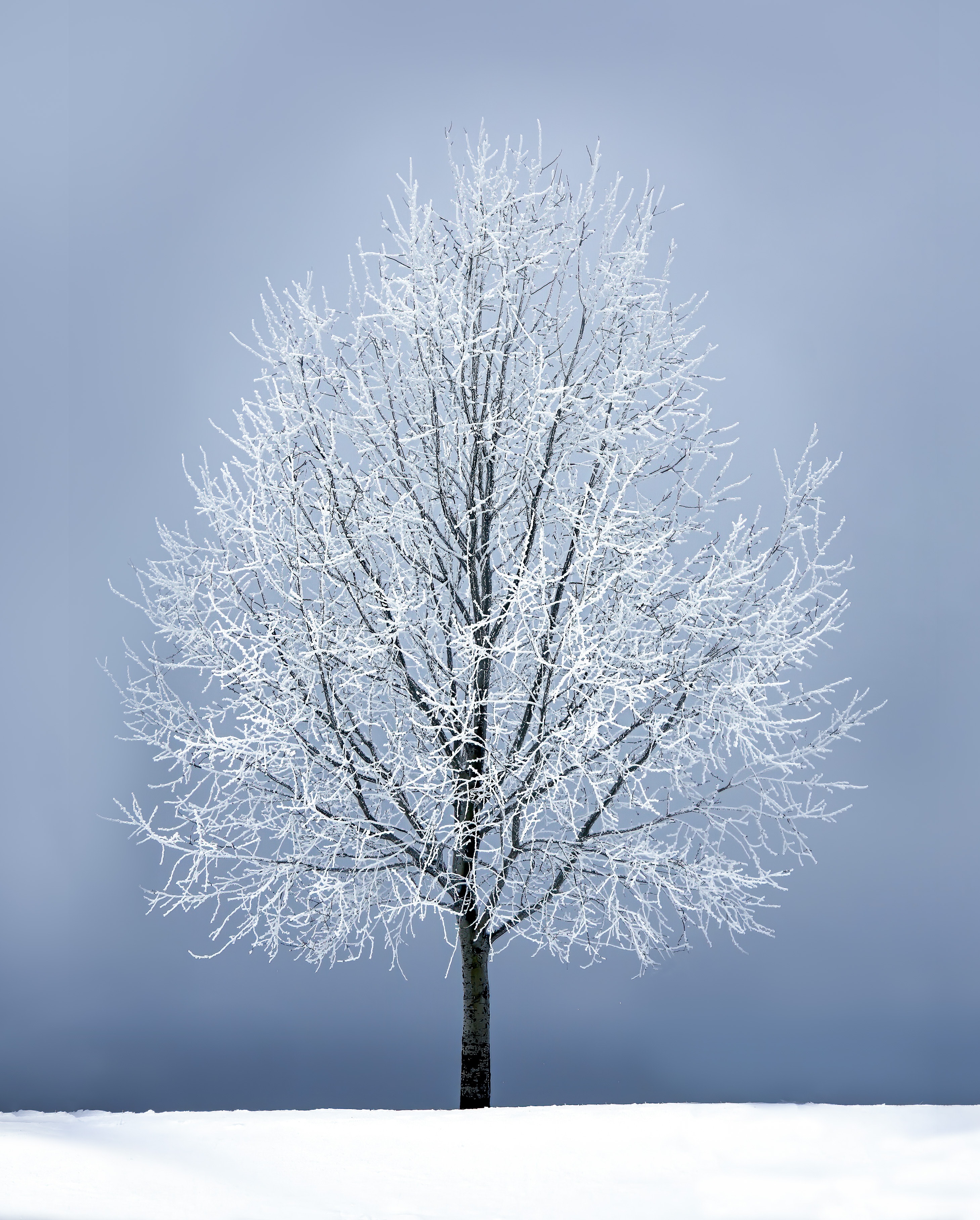 High Resolution Winter Wonderland Background