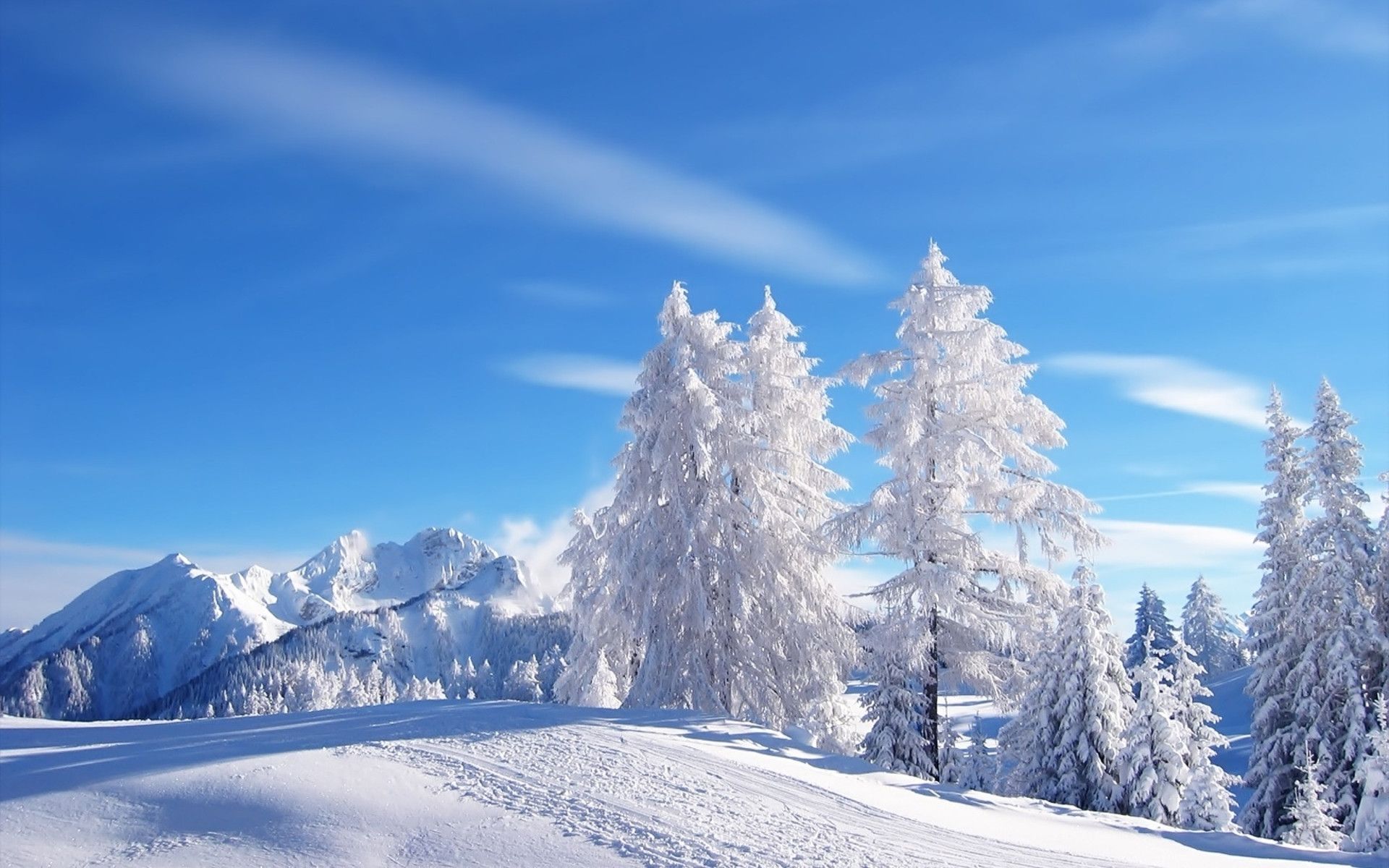 High Resolution Winter Wonderland Background