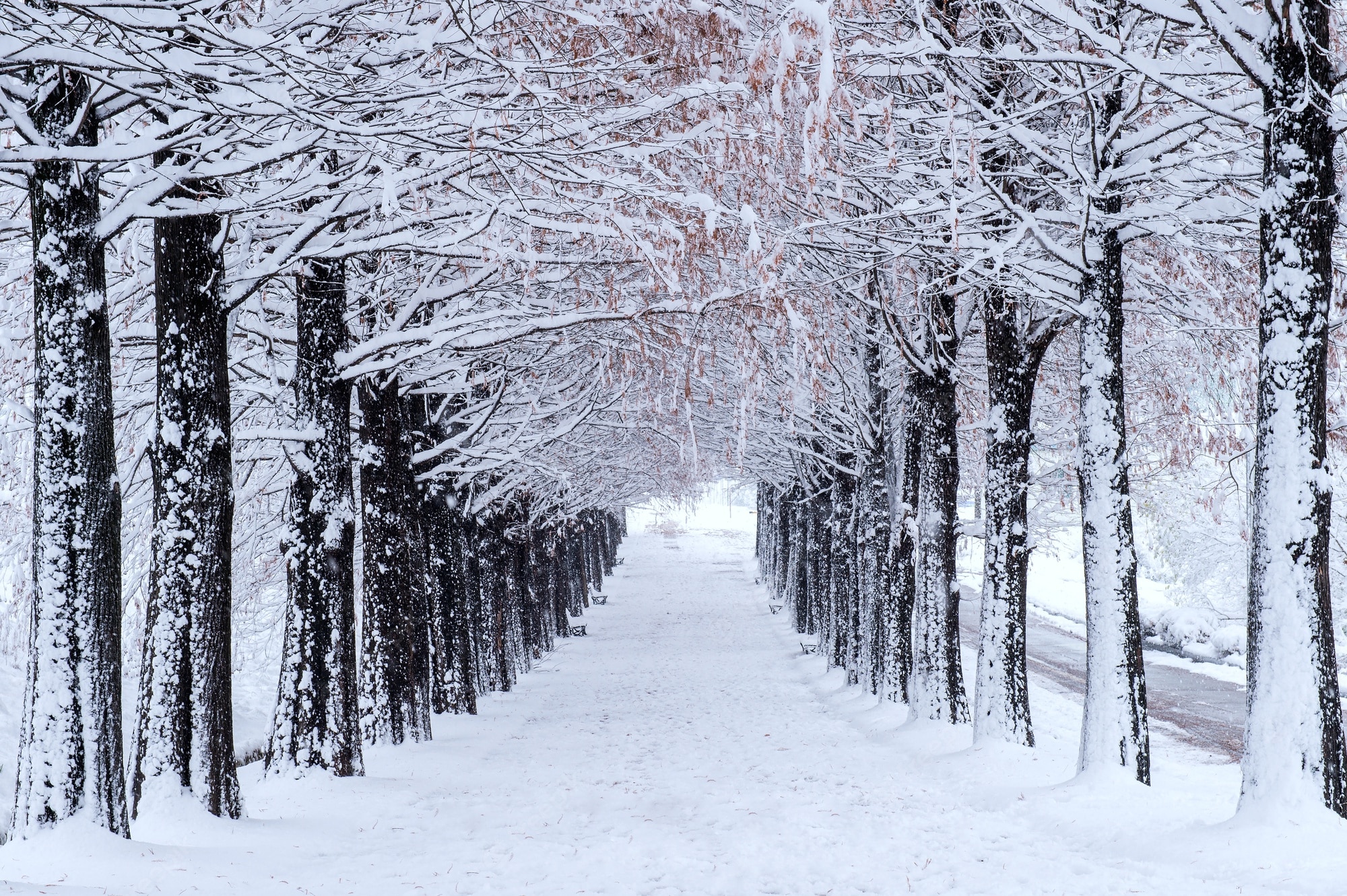 High Resolution Winter Wonderland Background