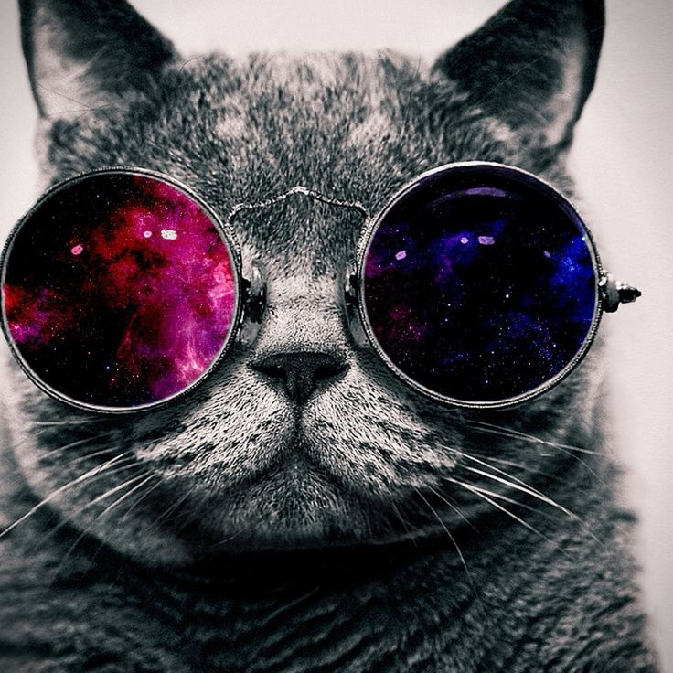 Hipster Cat Background