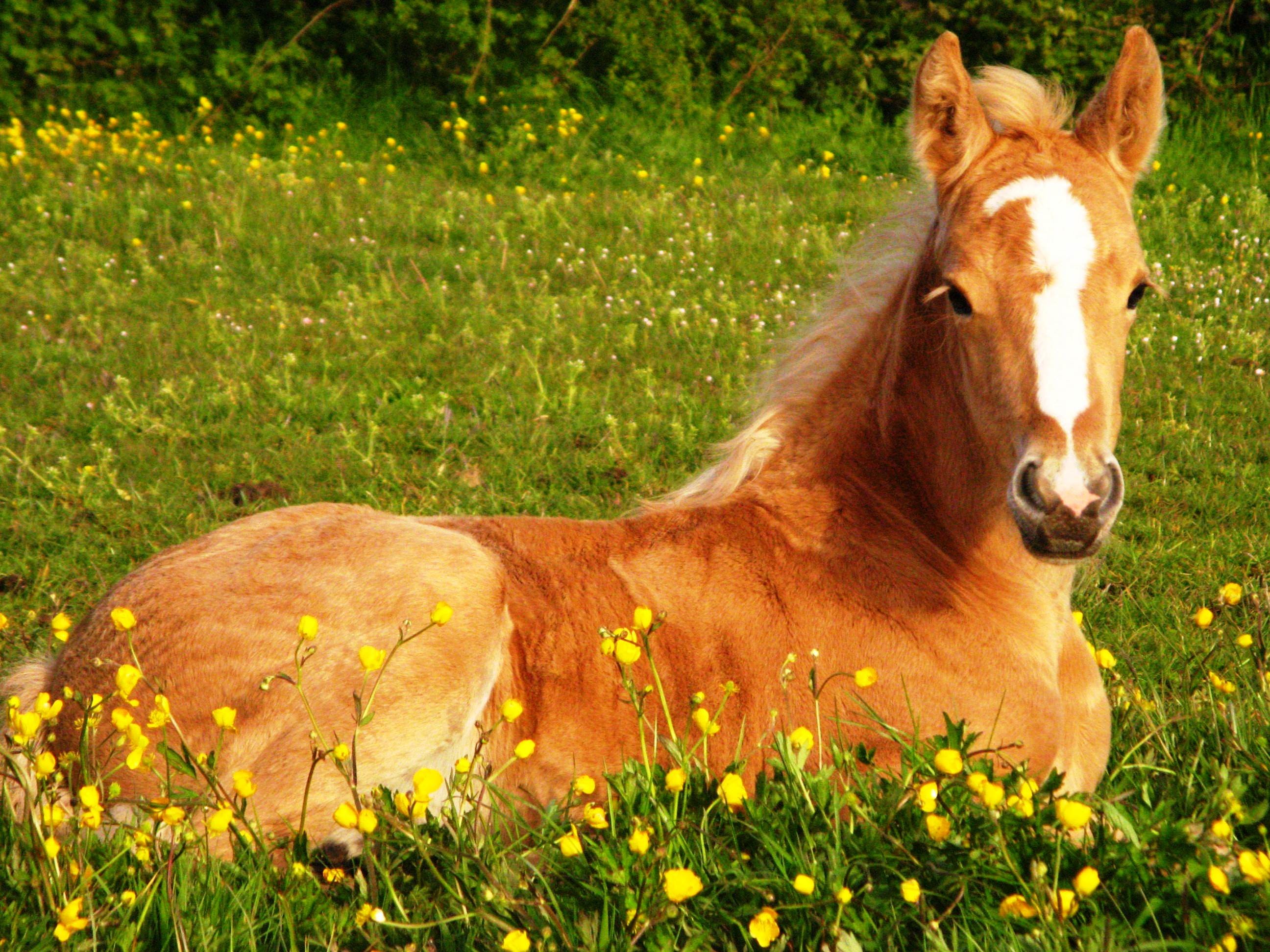 Horses Backgrounds