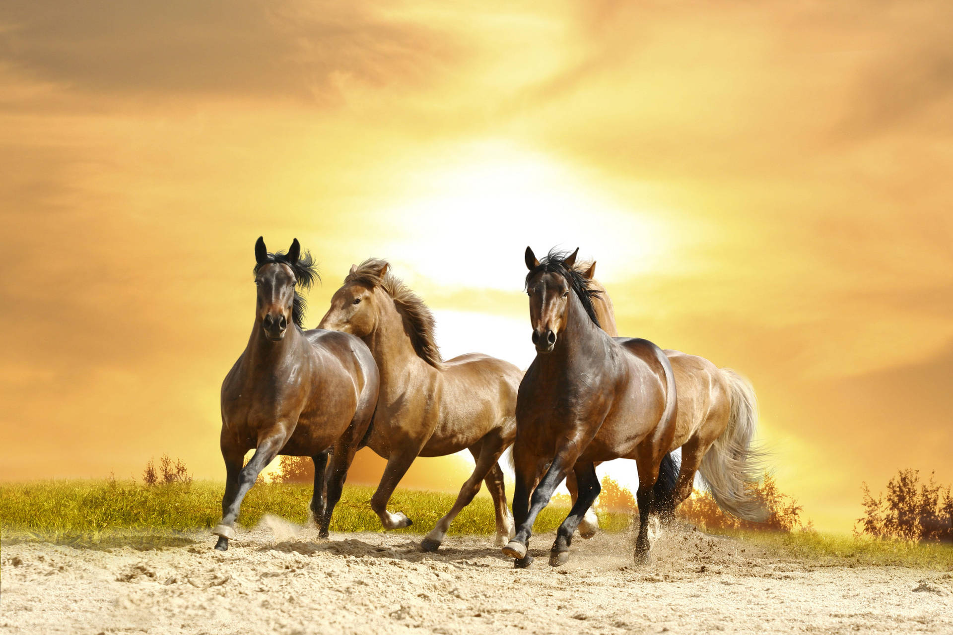 Horses Backgrounds