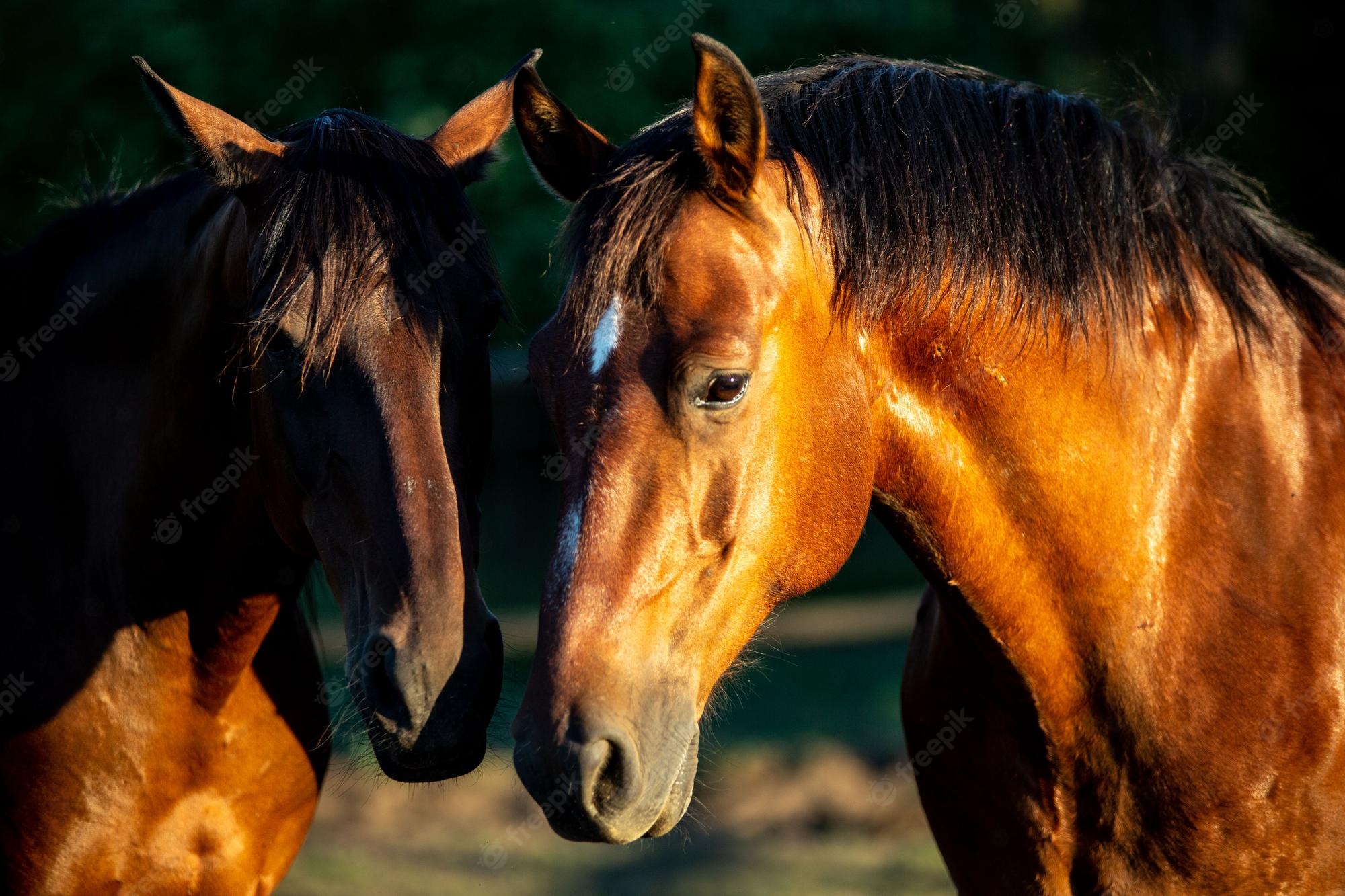 Horses Backgrounds