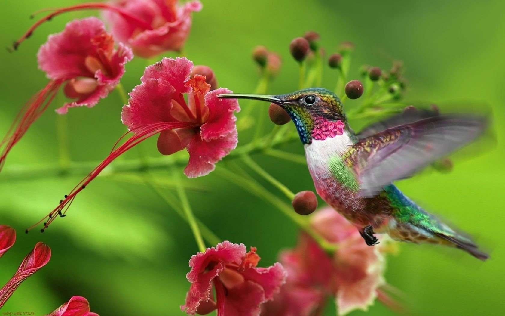 Hummingbird Backgrounds