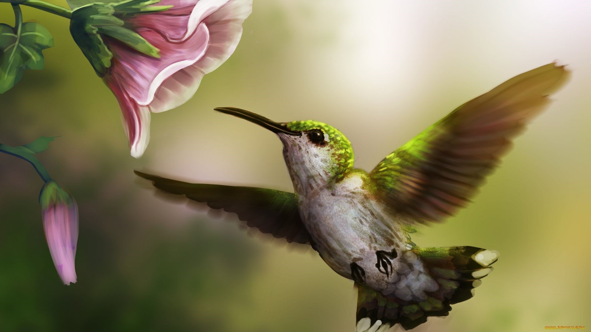 Hummingbird Backgrounds