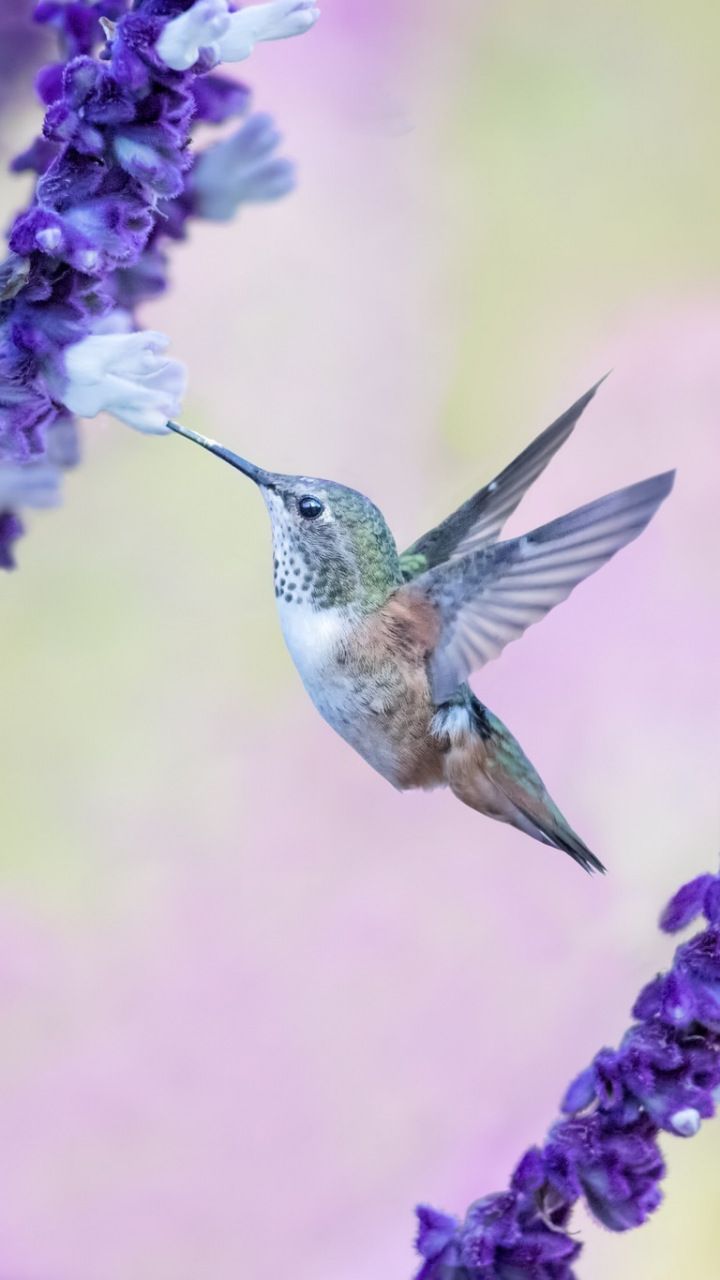 Hummingbird Backgrounds