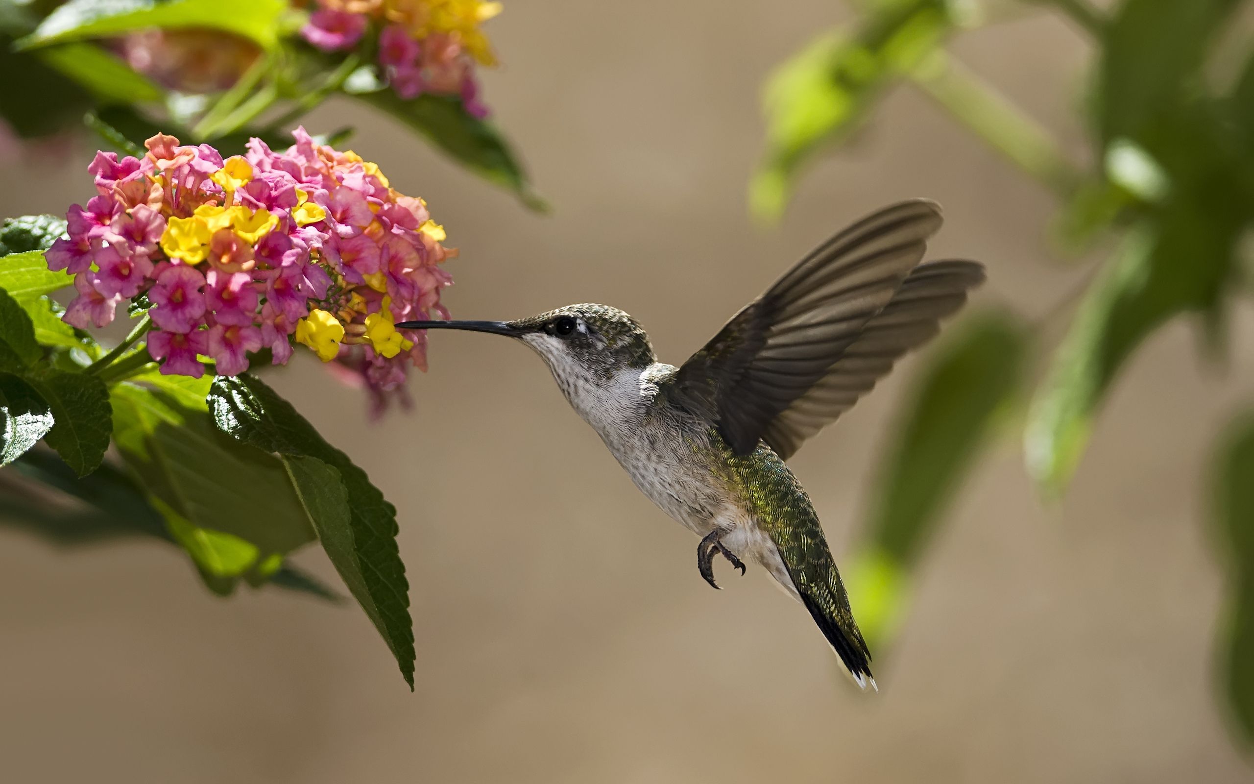 Hummingbird Backgrounds