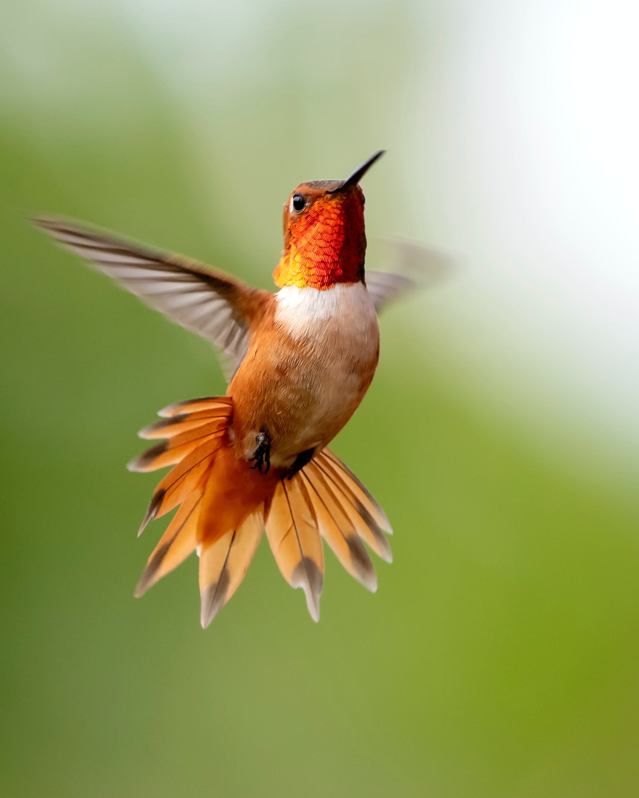 Hummingbird Backgrounds