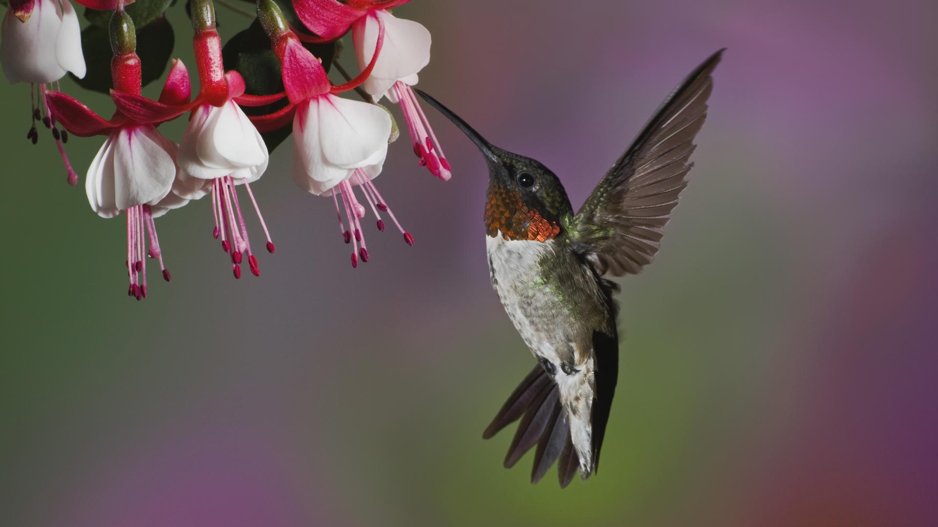 Hummingbird Backgrounds