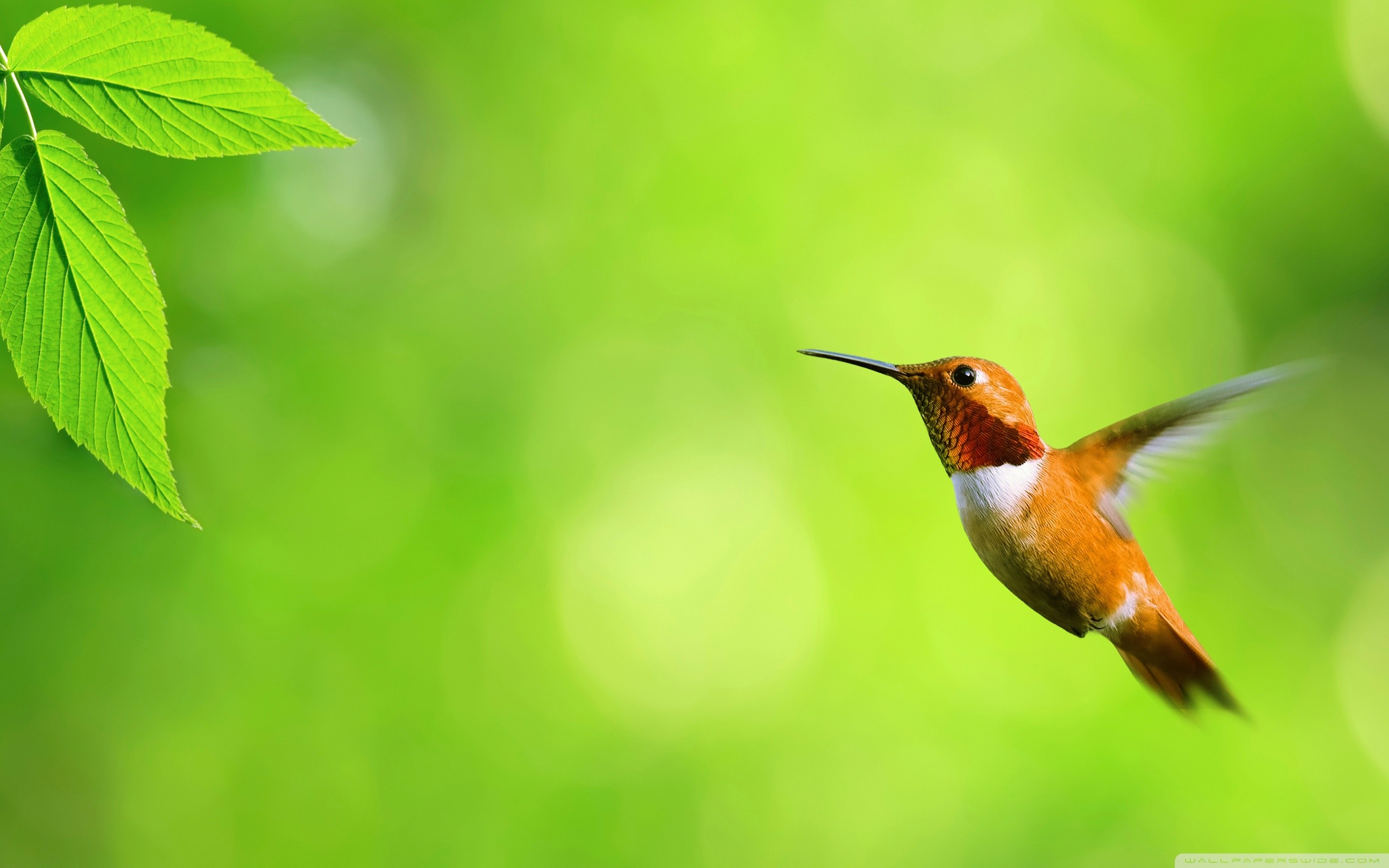 Hummingbird Backgrounds