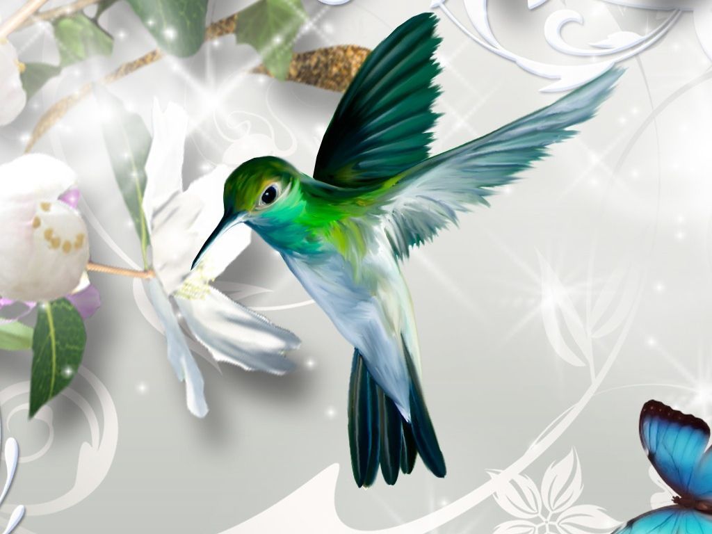 Hummingbird Backgrounds