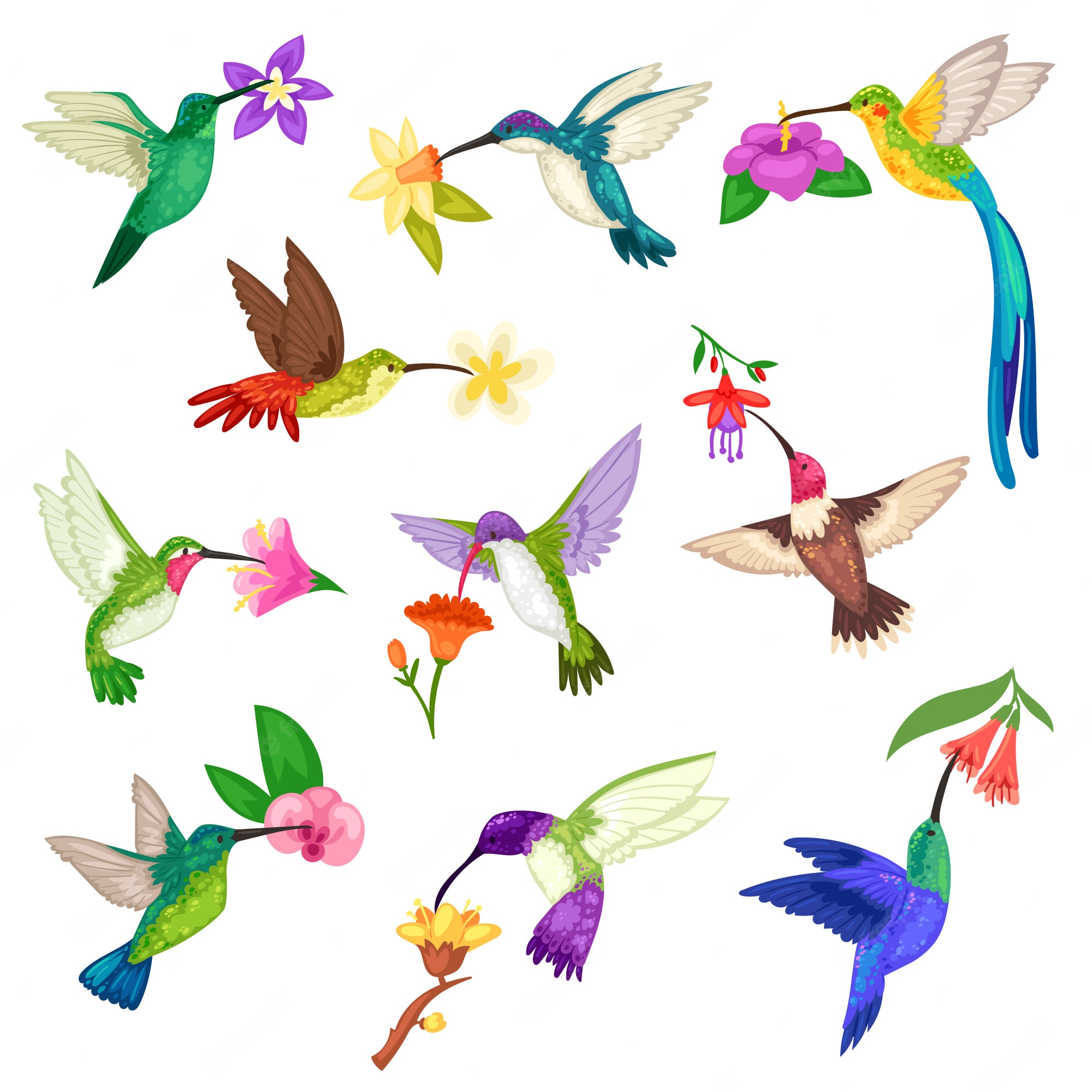 Hummingbird Backgrounds