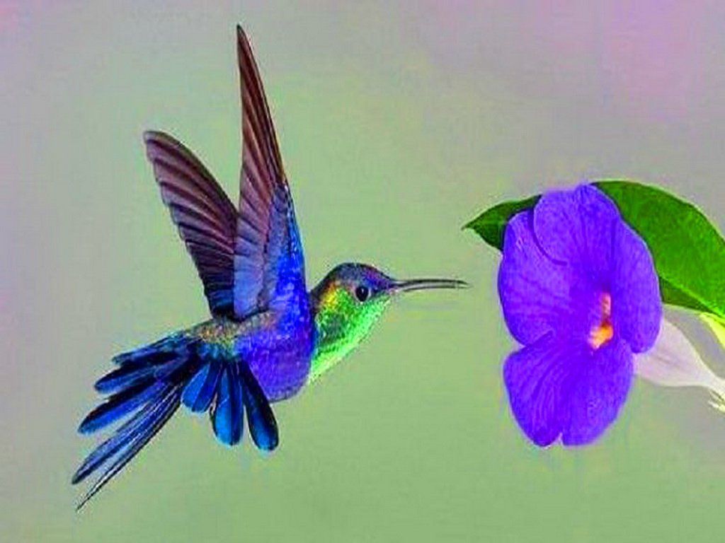 Hummingbird Backgrounds