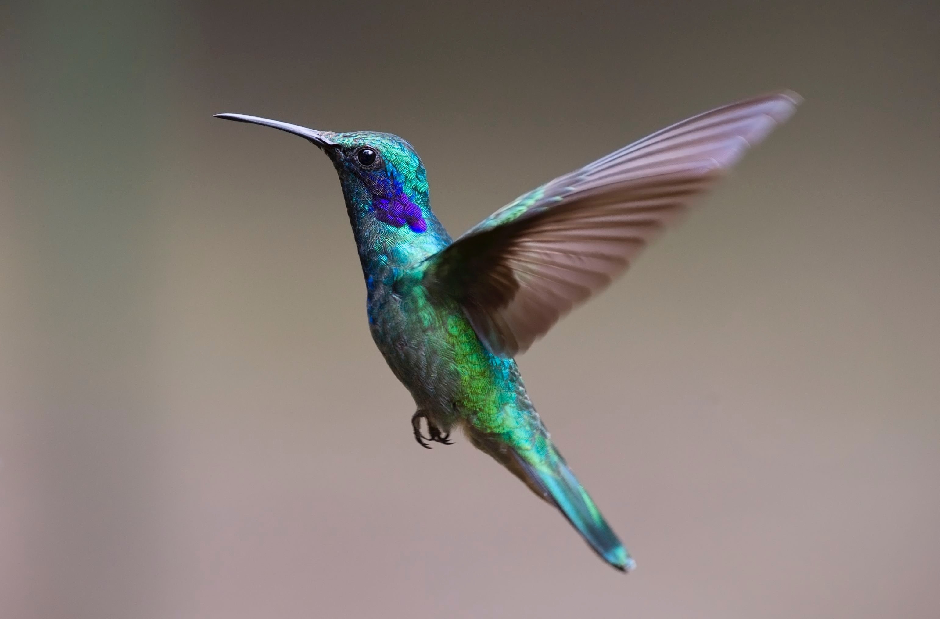 Hummingbird Backgrounds