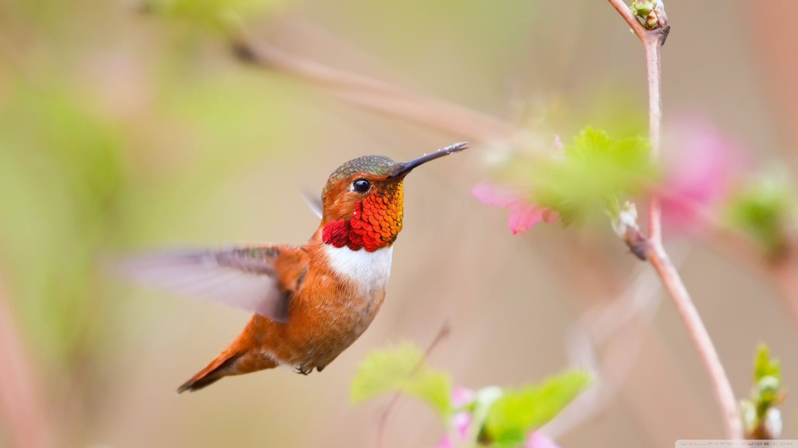 Hummingbird Backgrounds