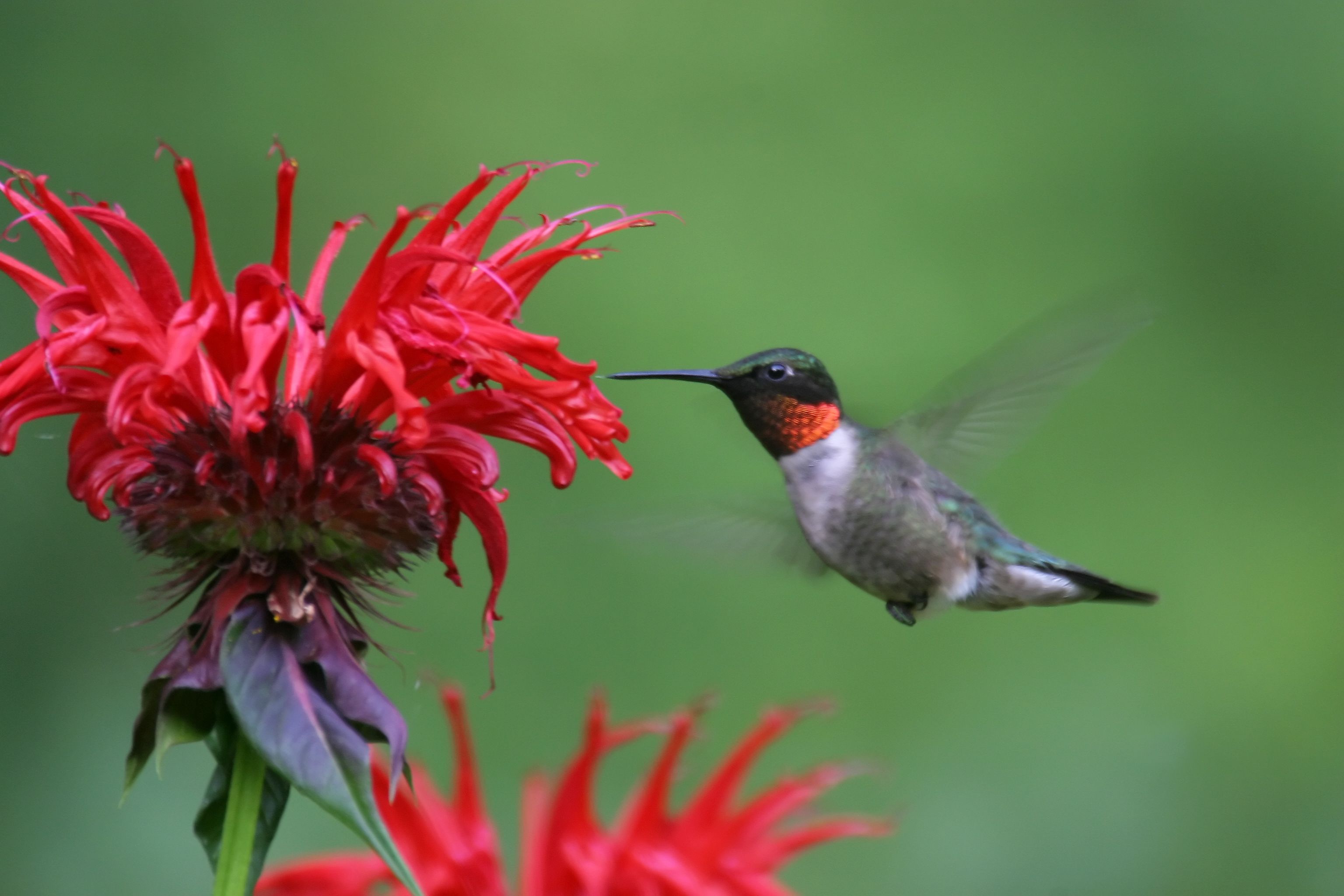 Hummingbird Backgrounds