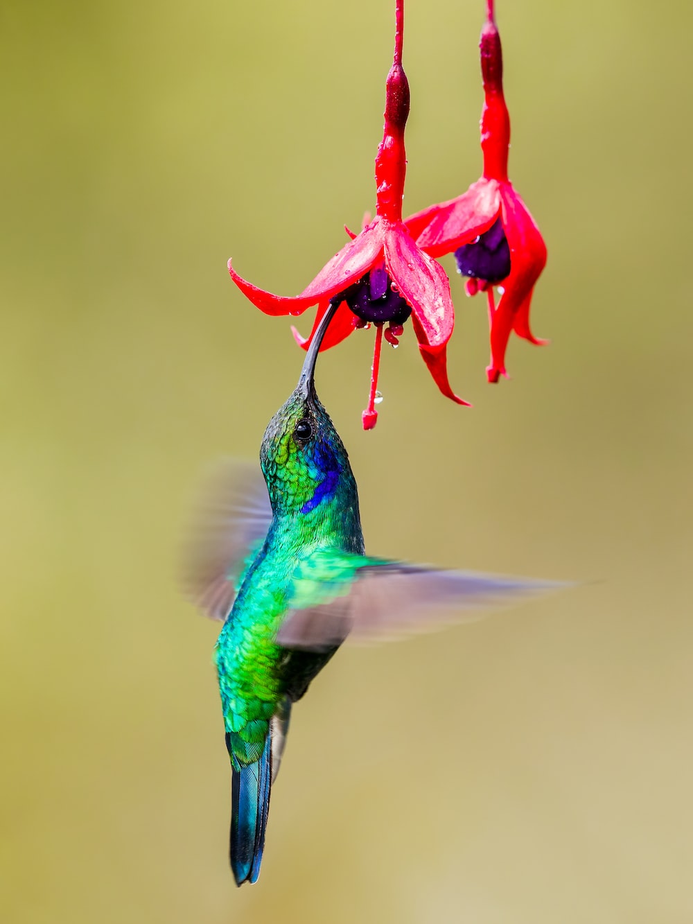 Hummingbird Backgrounds