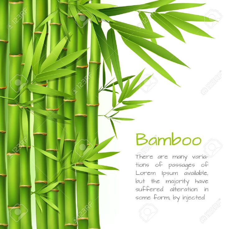 Japanese Background Bamboo