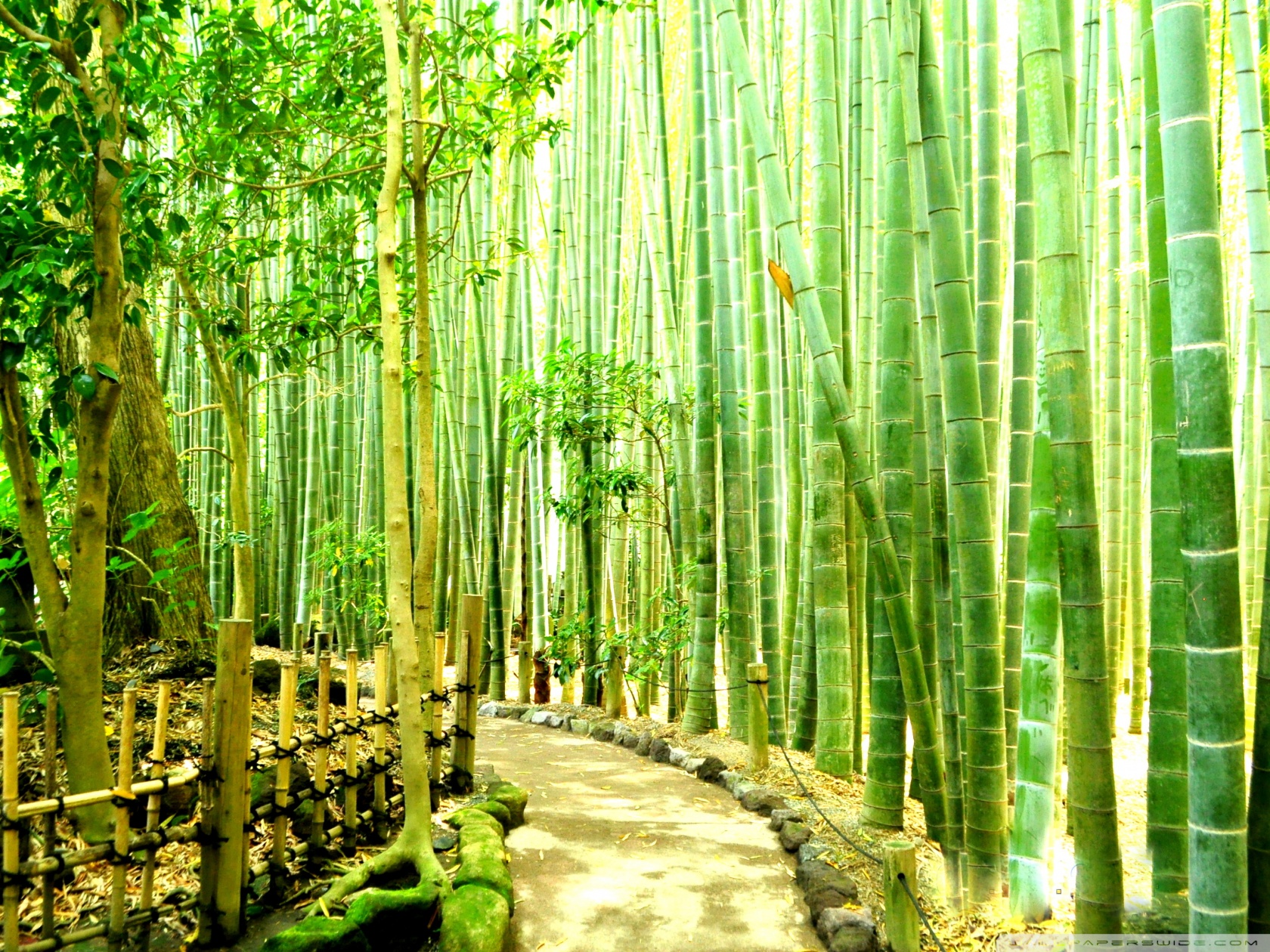 Japanese Background Bamboo