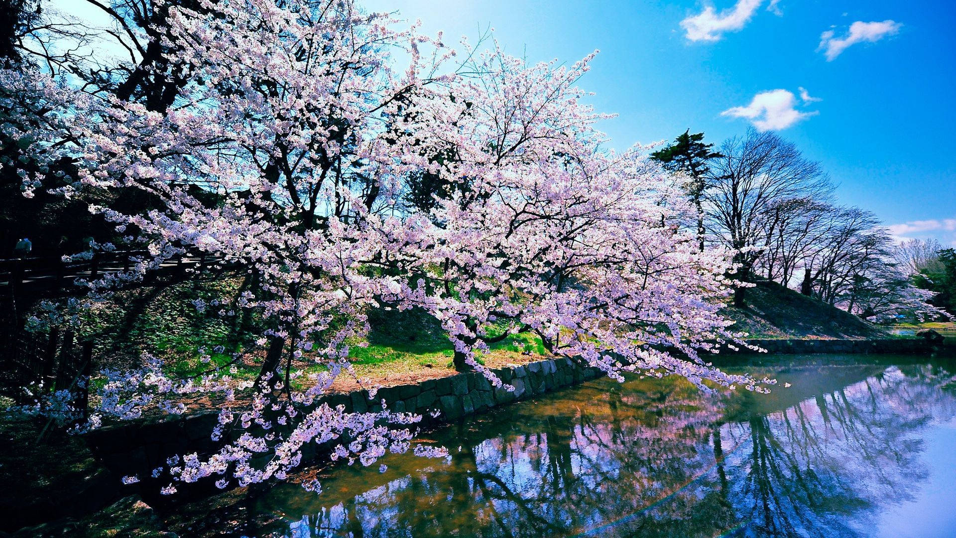 Japanese Nature Background