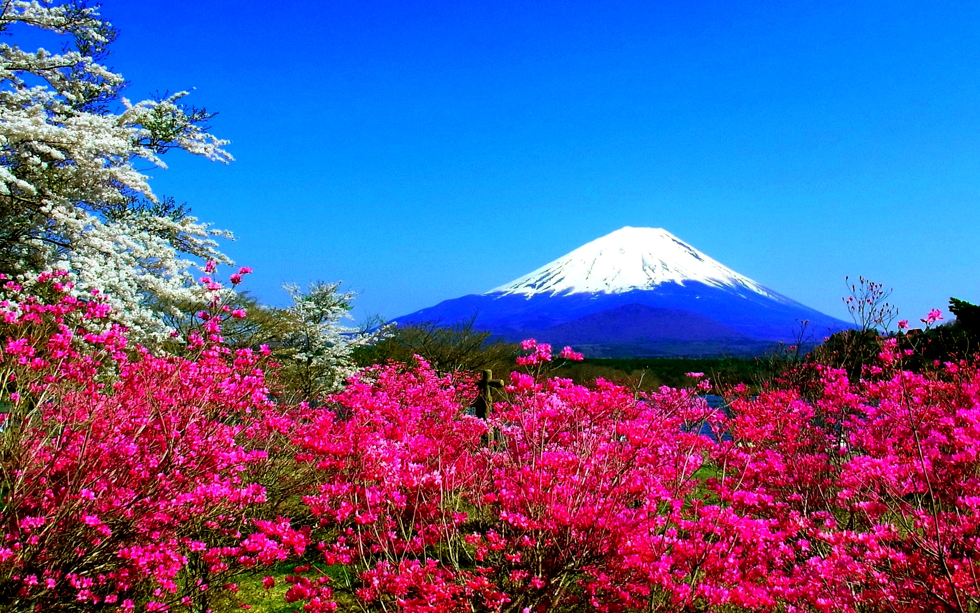 Japanese Nature Background