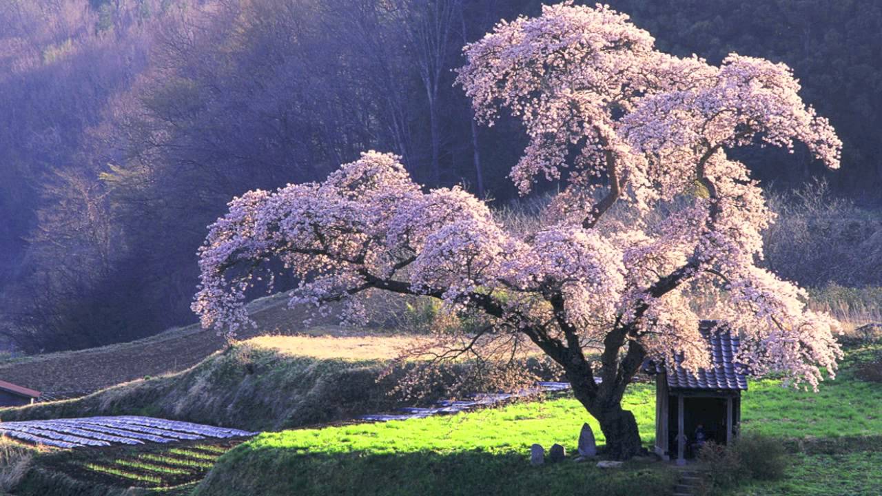 Japanese Nature Background