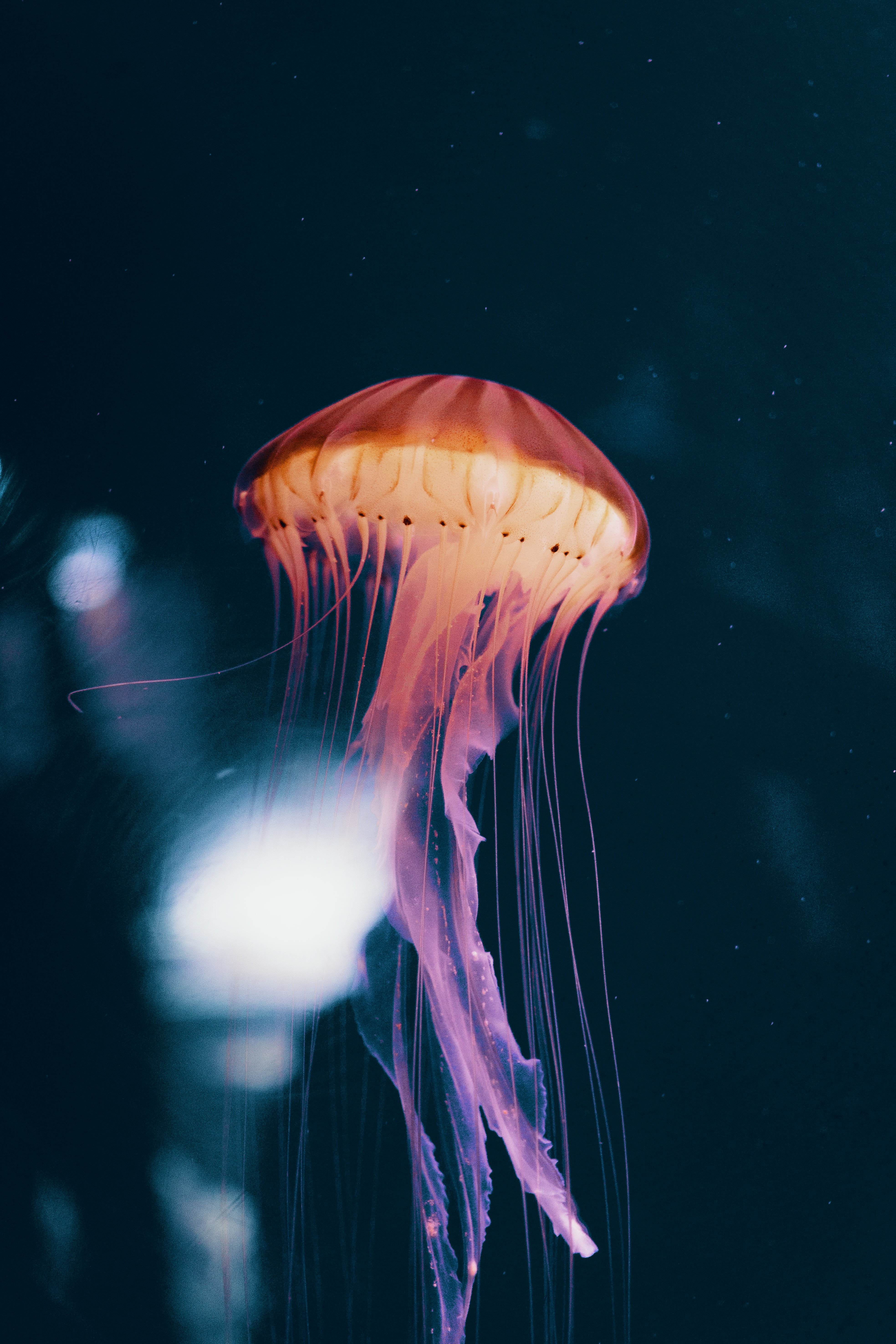 Jellyfish Backgrounds