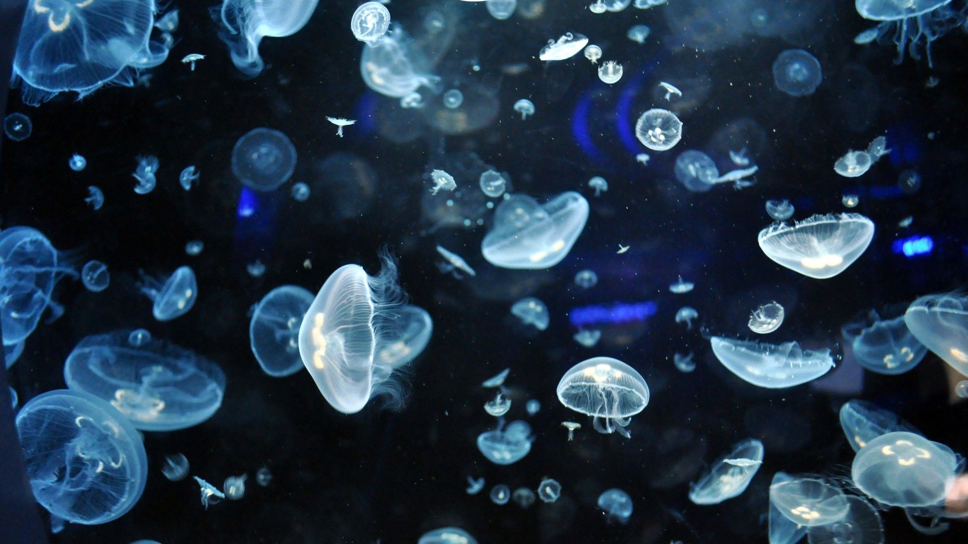 Jellyfish Backgrounds