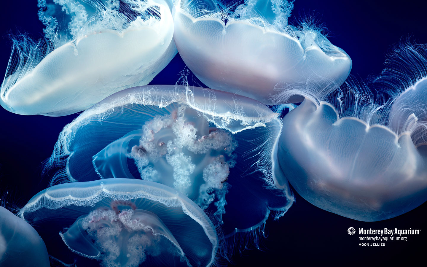 Jellyfish Backgrounds