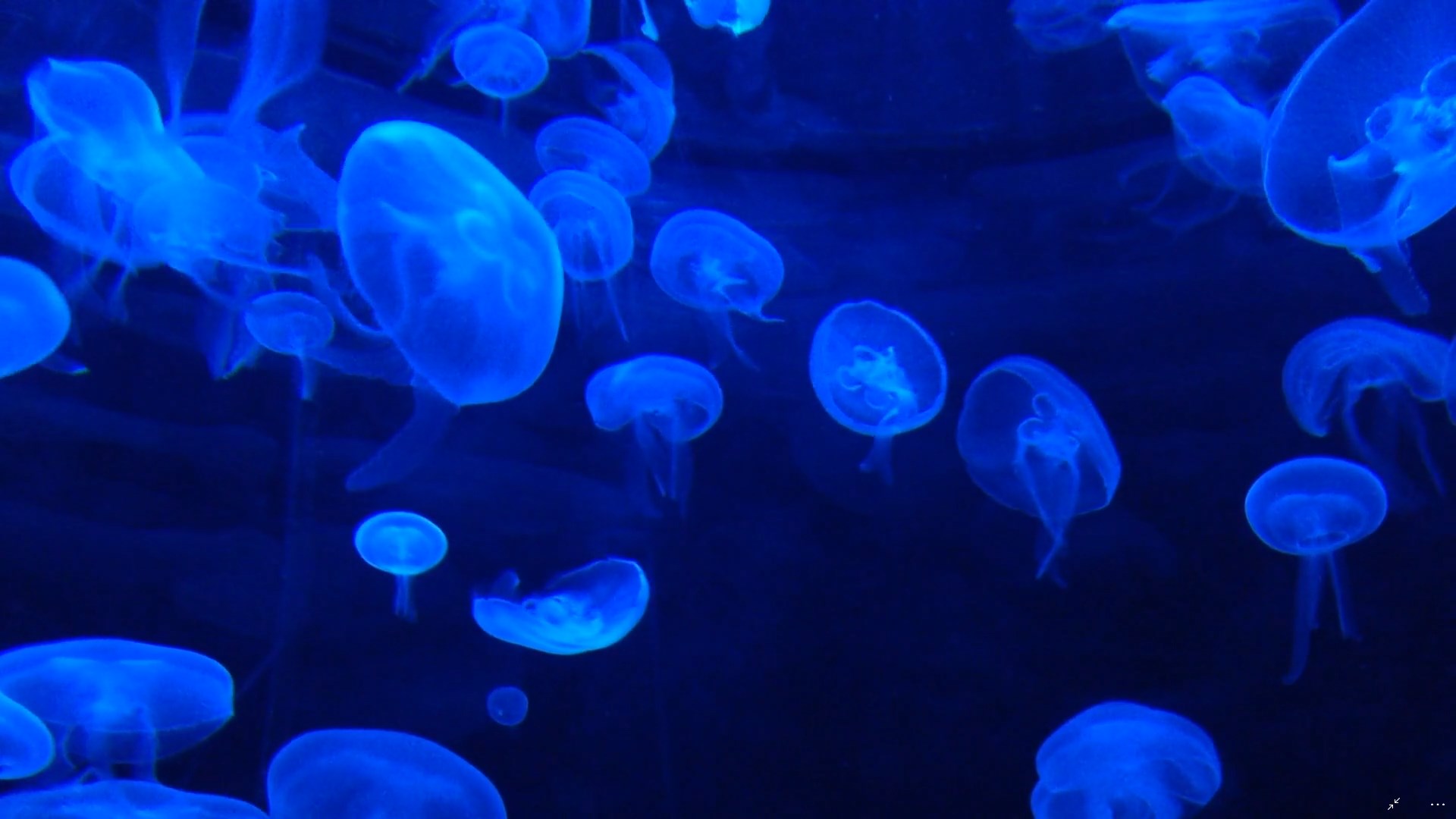 Jellyfish Backgrounds