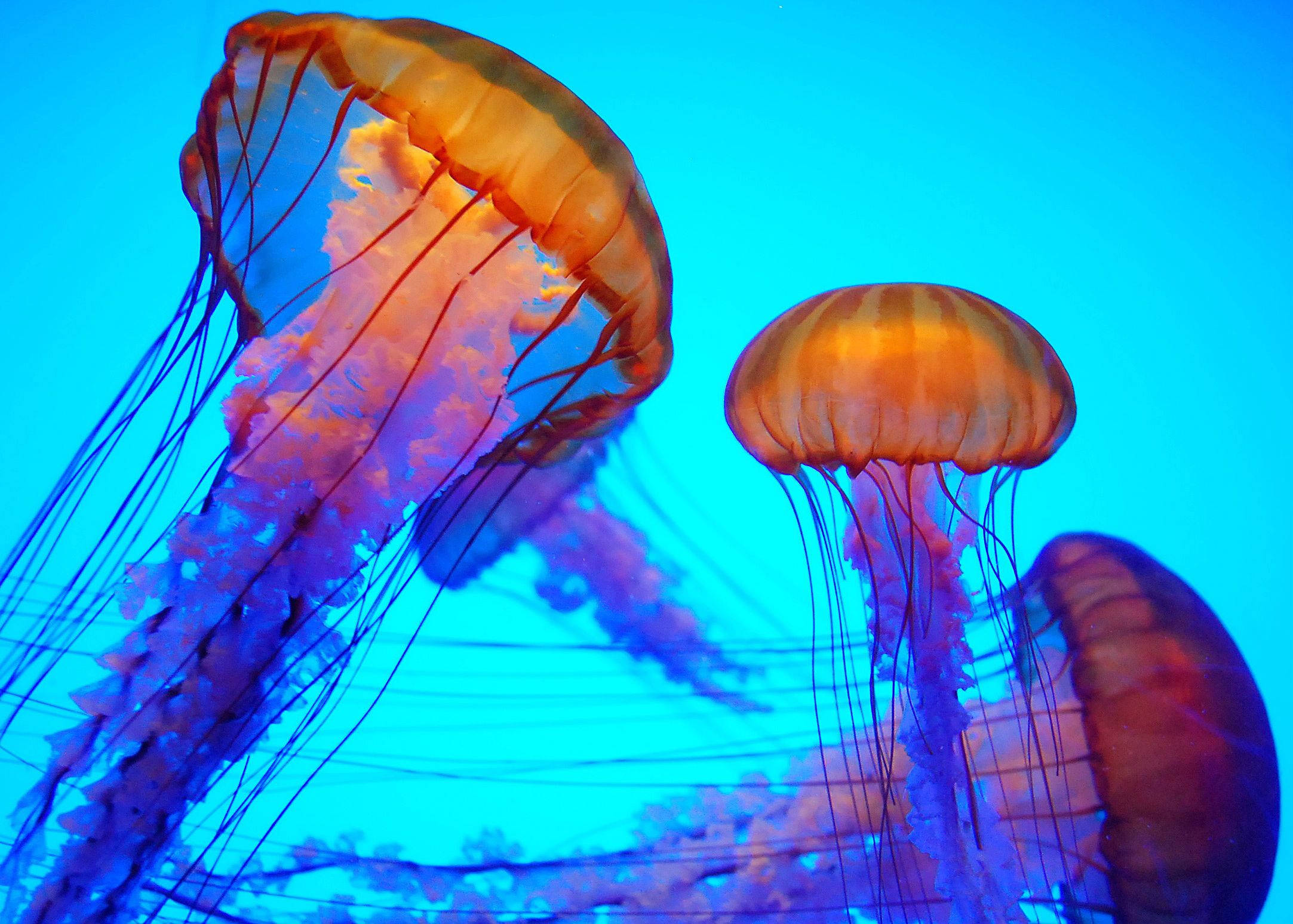 Jellyfish Backgrounds