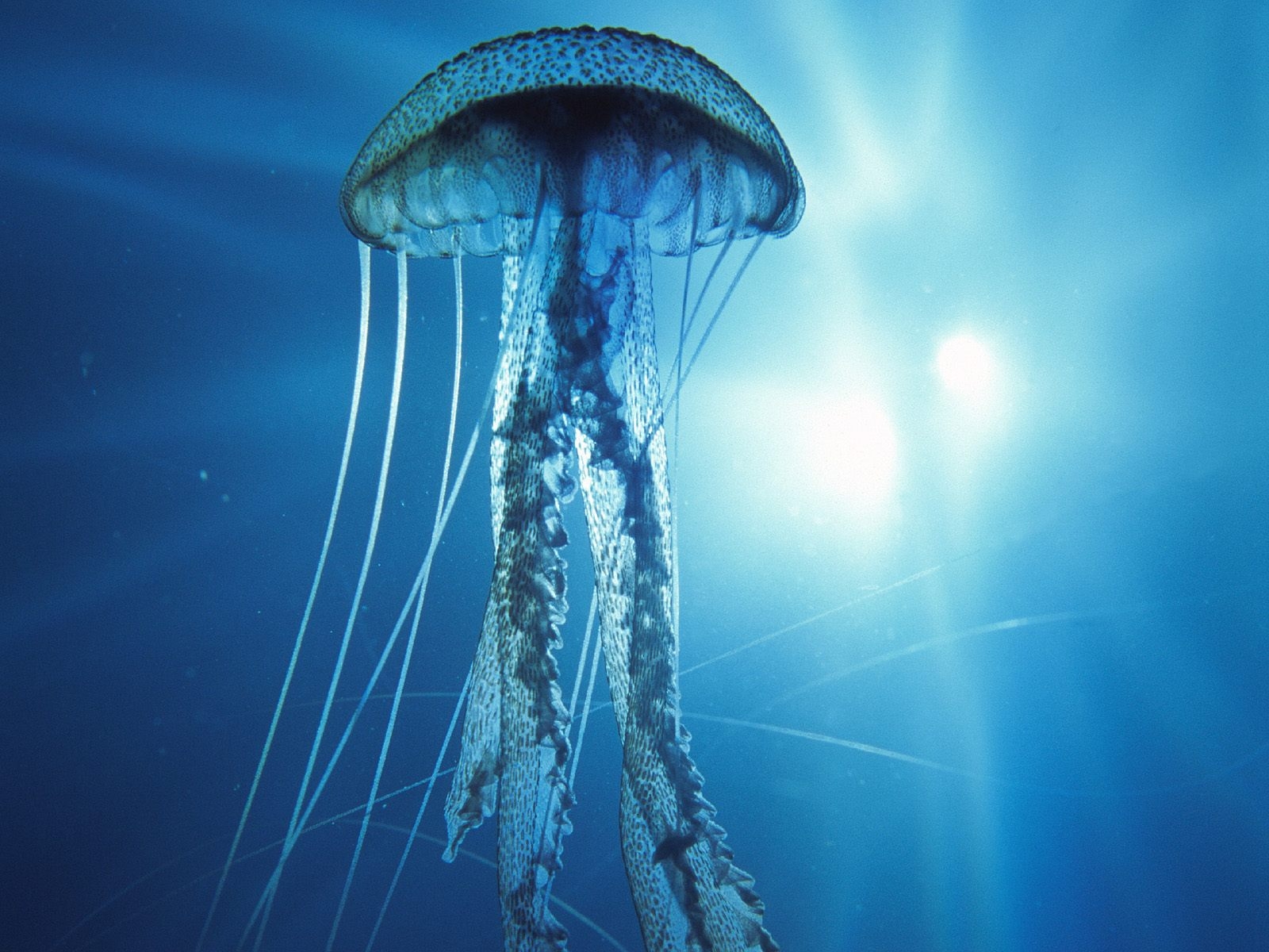 Jellyfish Backgrounds