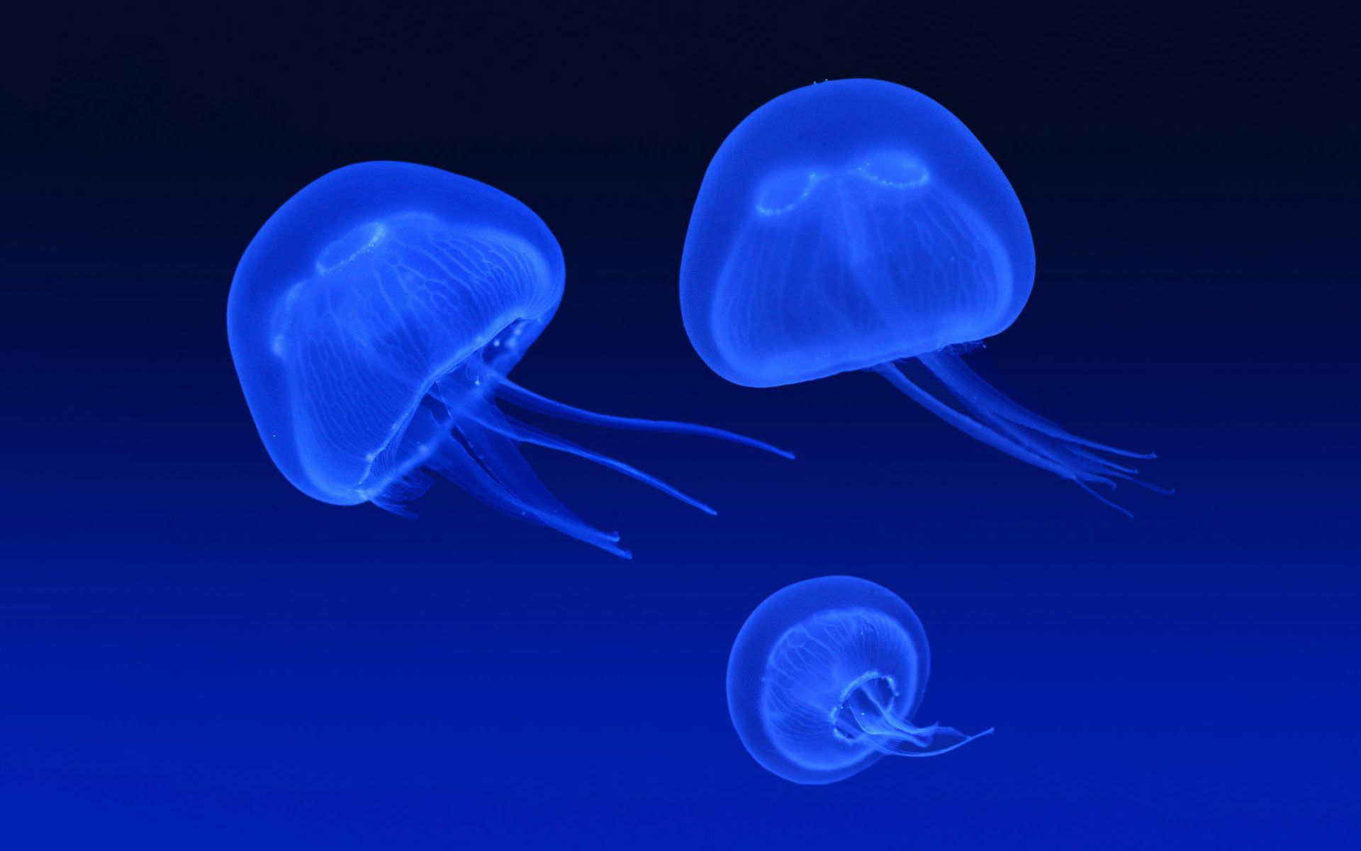 Jellyfish Backgrounds