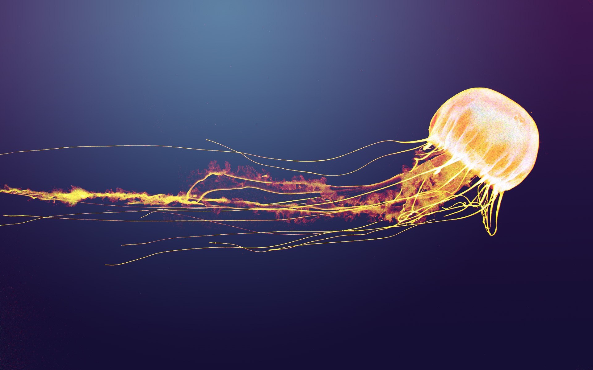 Jellyfish Backgrounds