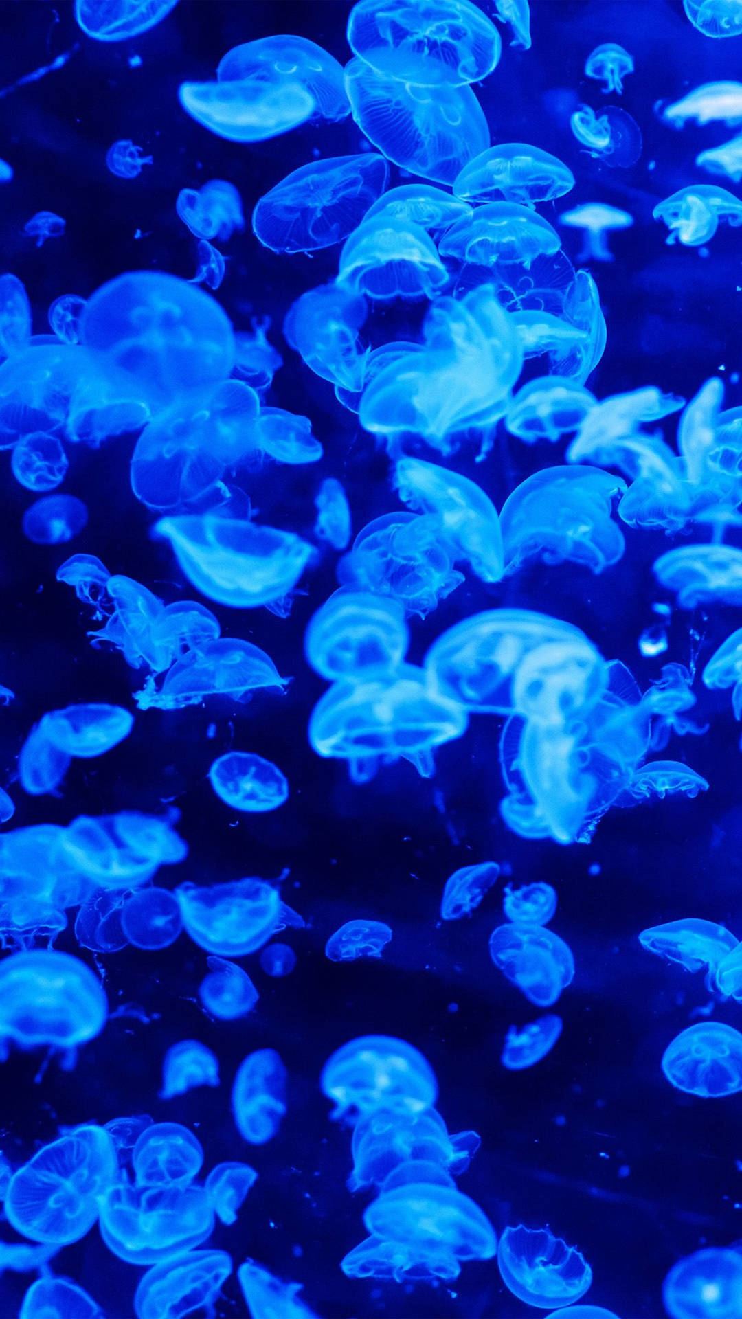 Jellyfish Backgrounds