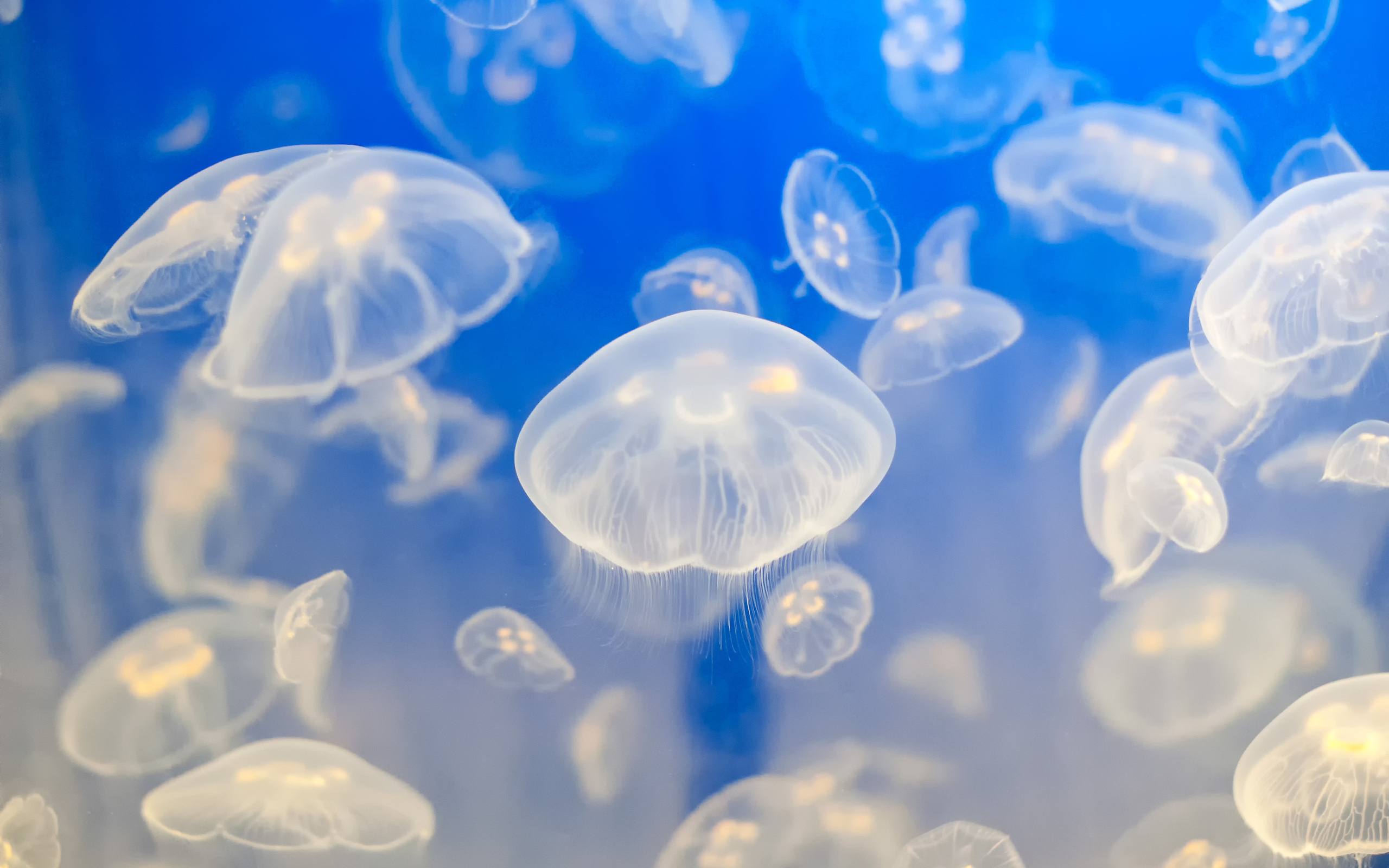 Jellyfish Backgrounds