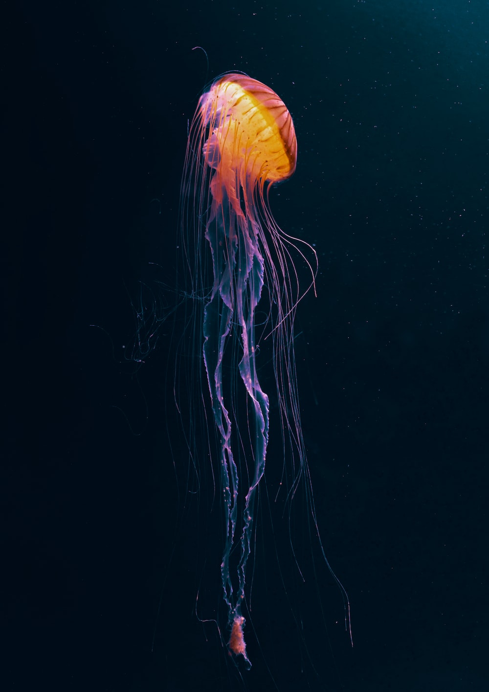 Jellyfish Backgrounds