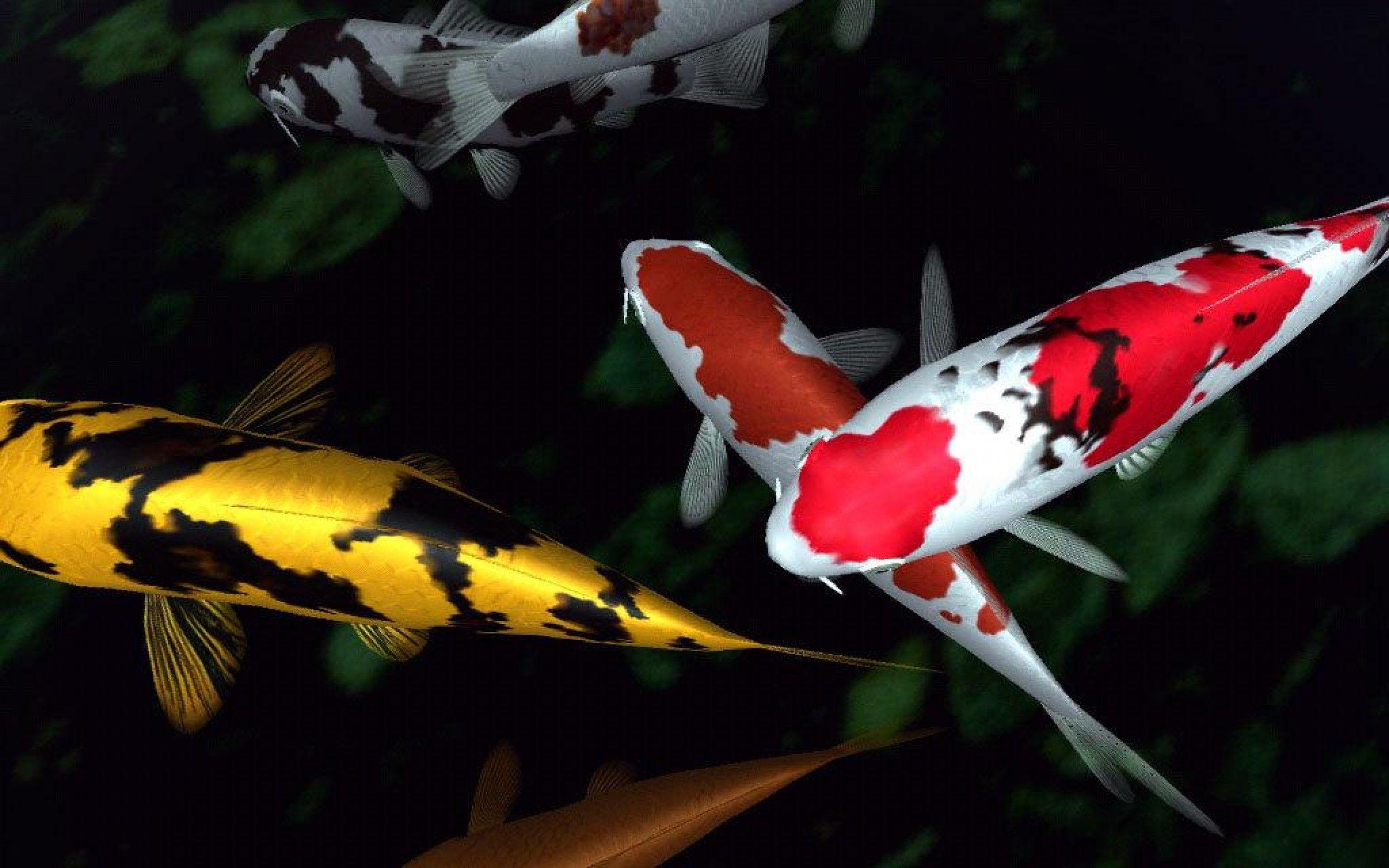 Koi Fish Desktop Background