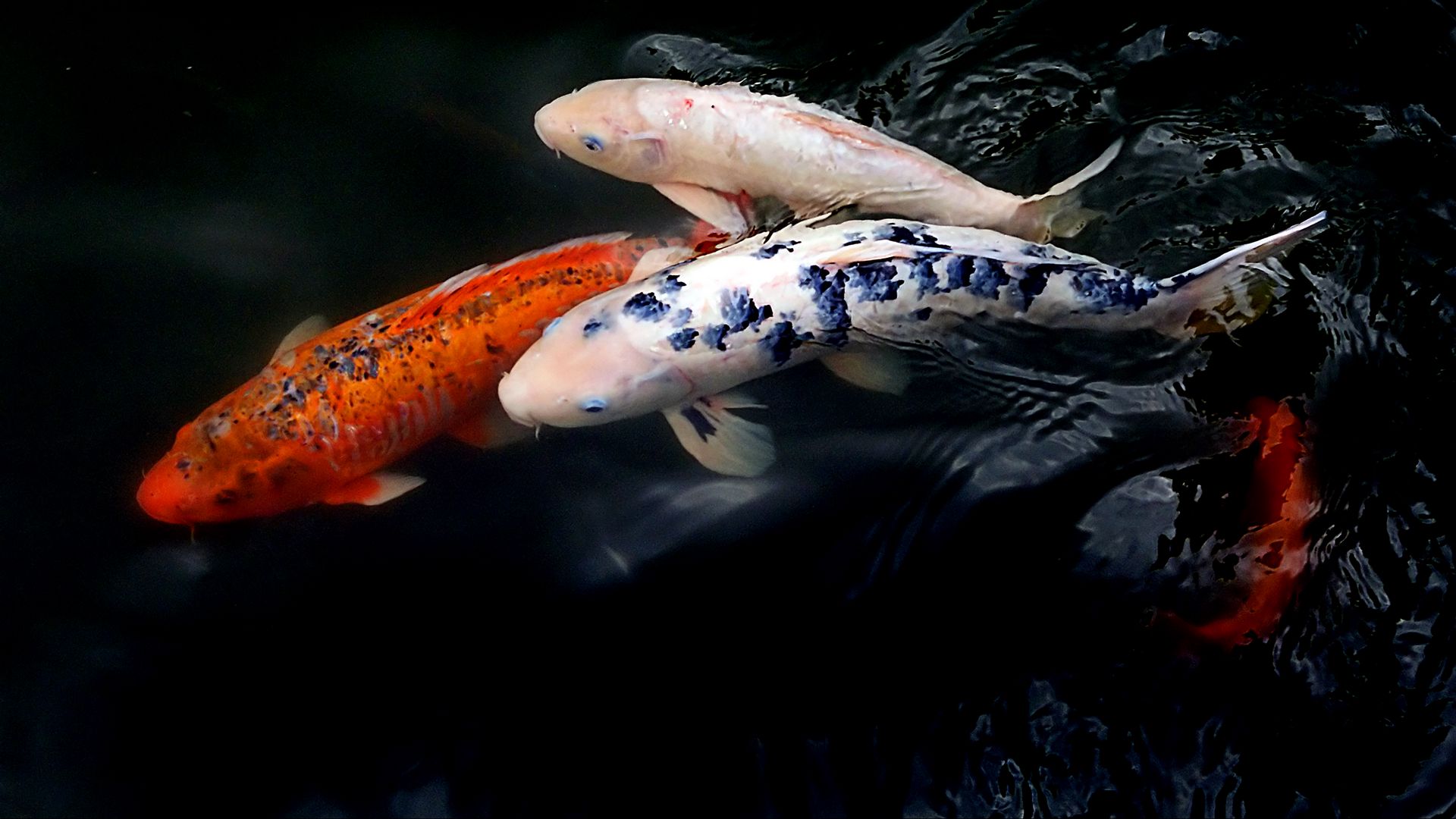 Koi Fish Desktop Background