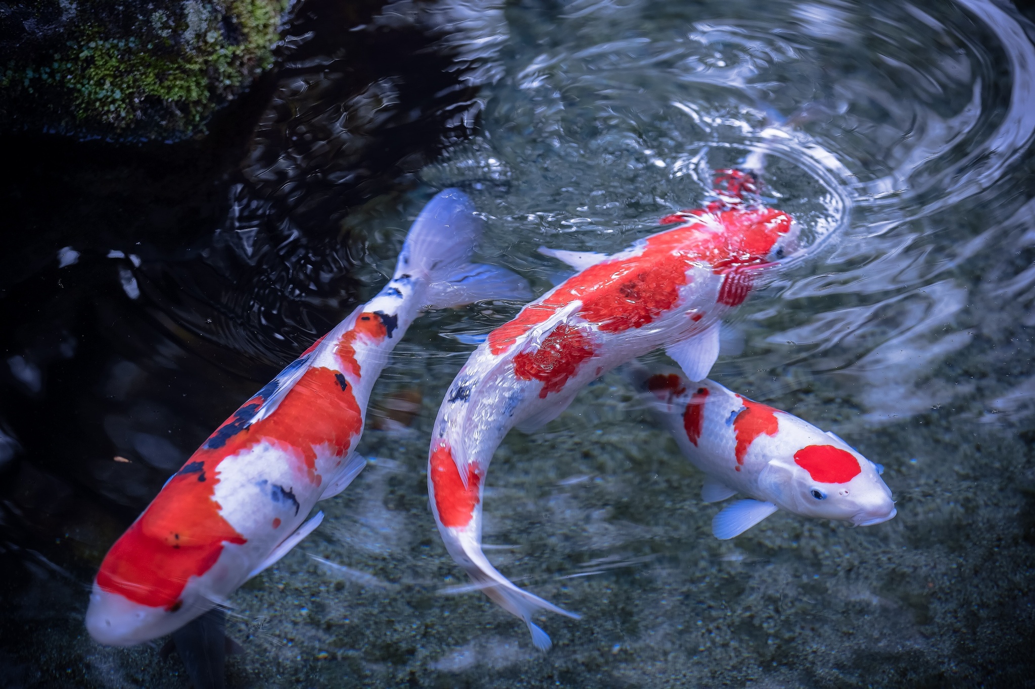 Koi Fish Desktop Background