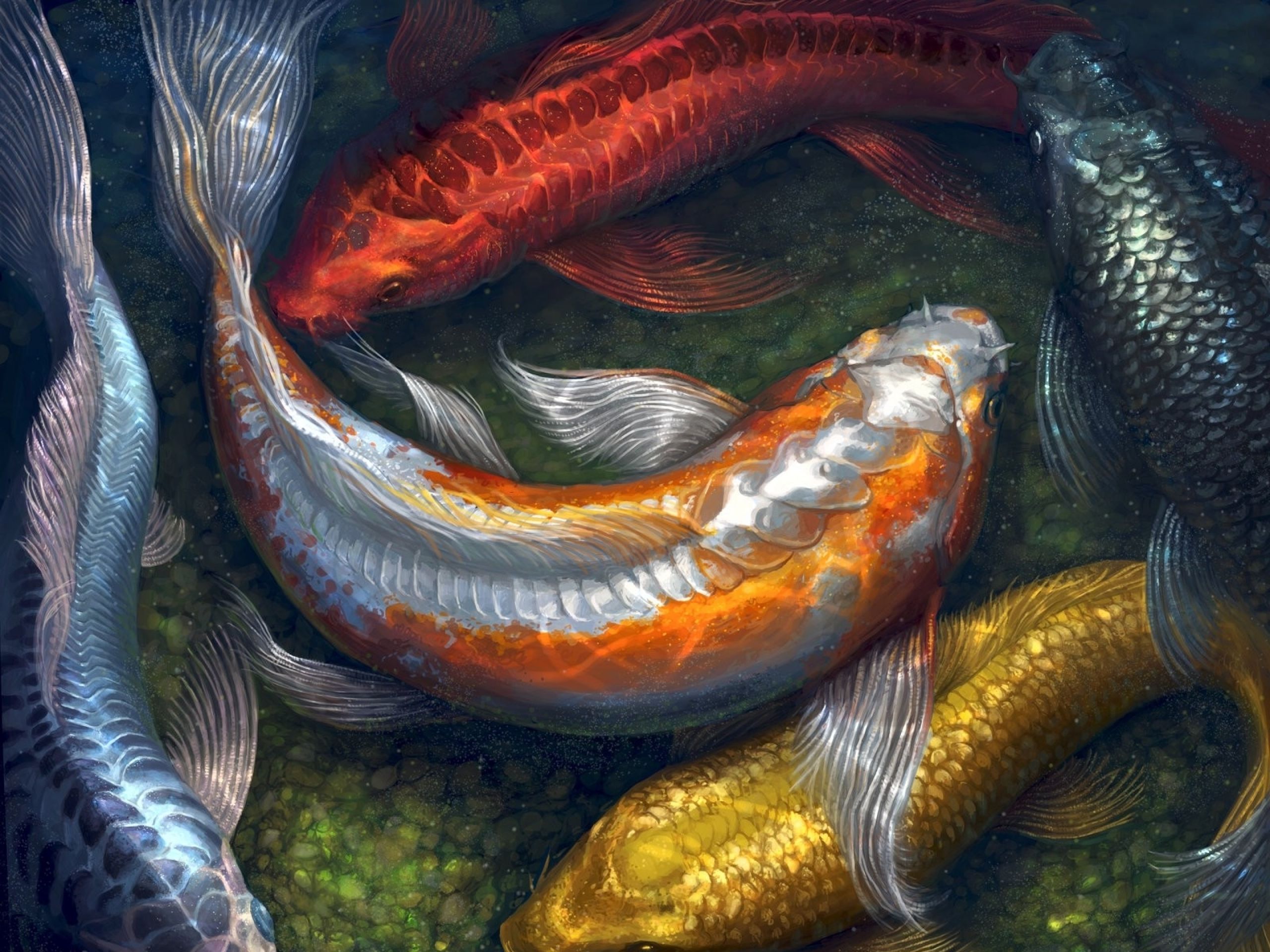 Koi Fish Desktop Background