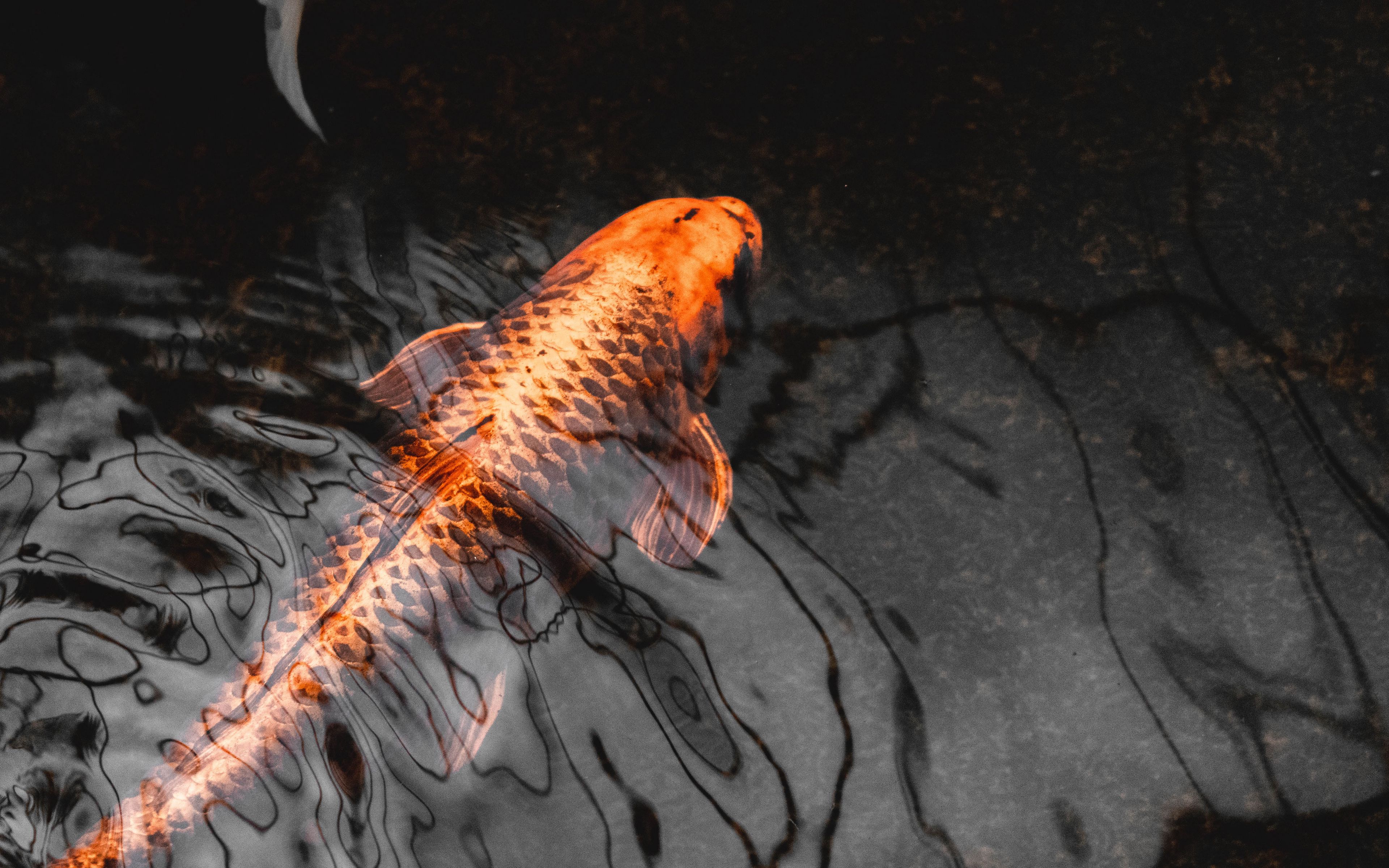 Koi Fish Desktop Background