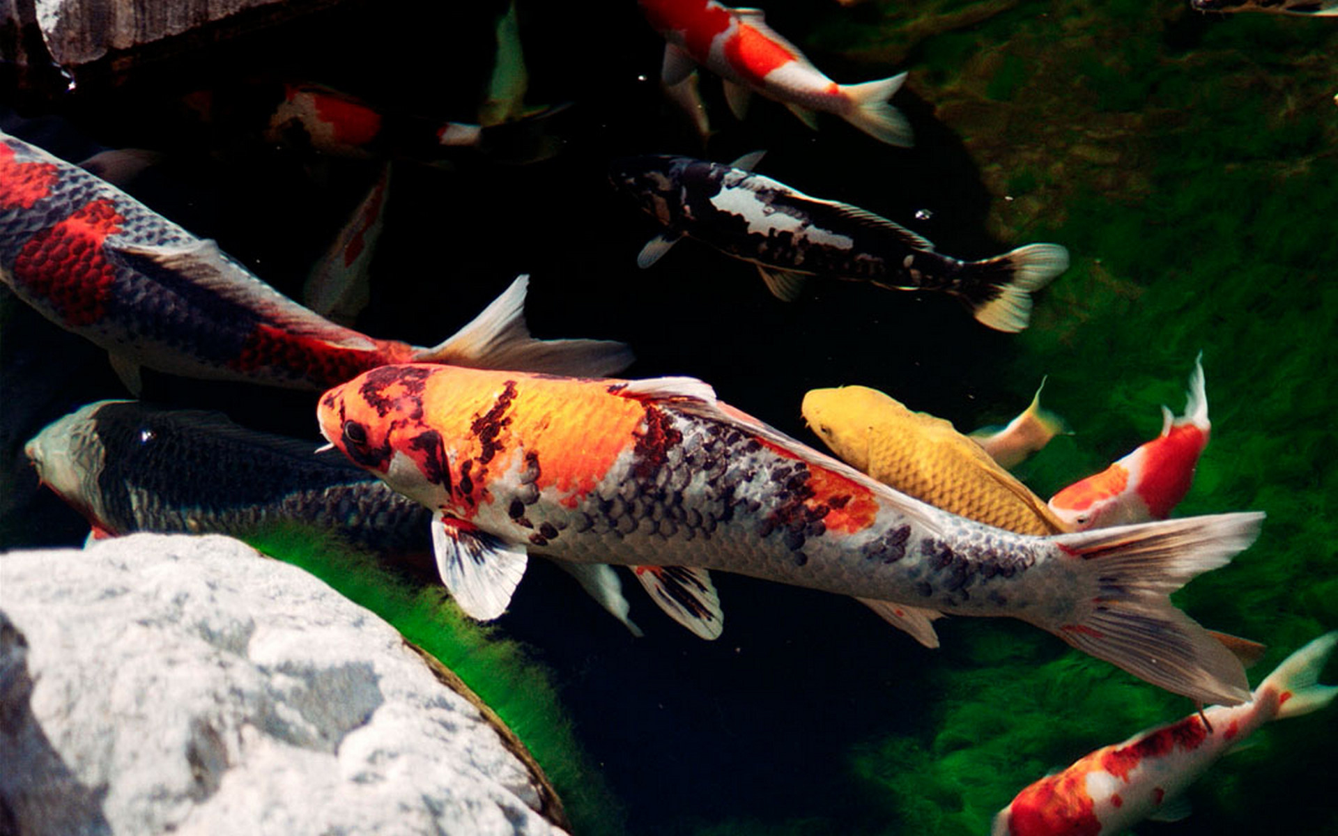 Koi Fish Desktop Background