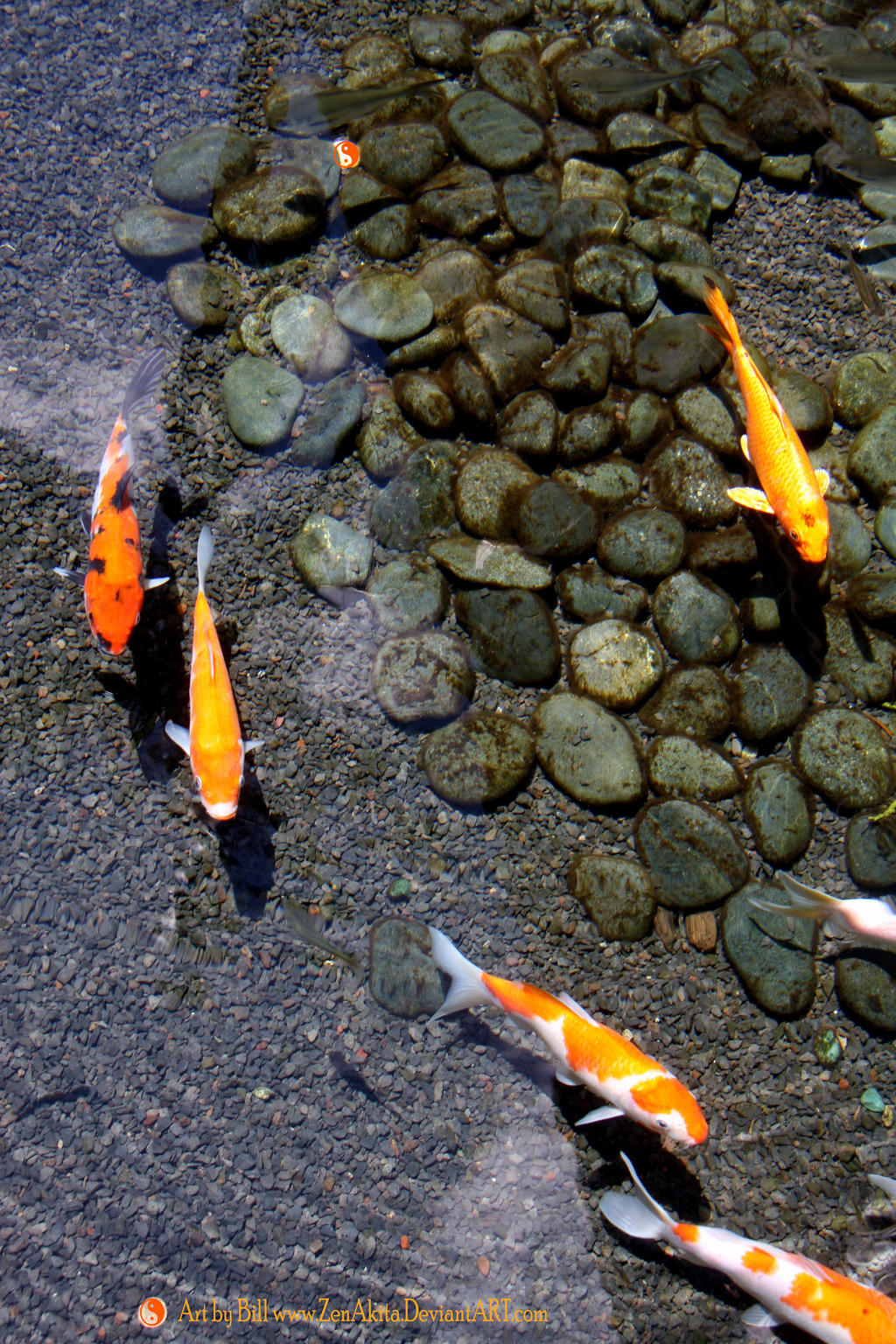 Koi Pond Background